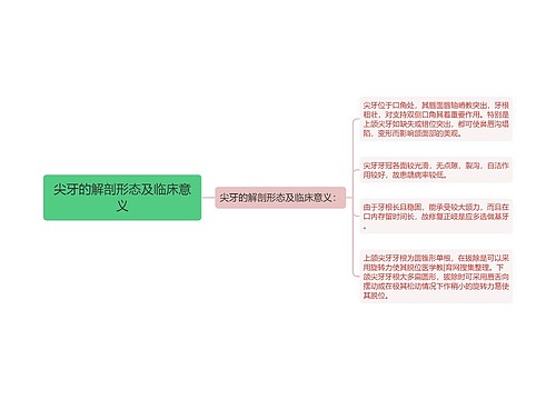 尖牙的解剖形态及临床意义