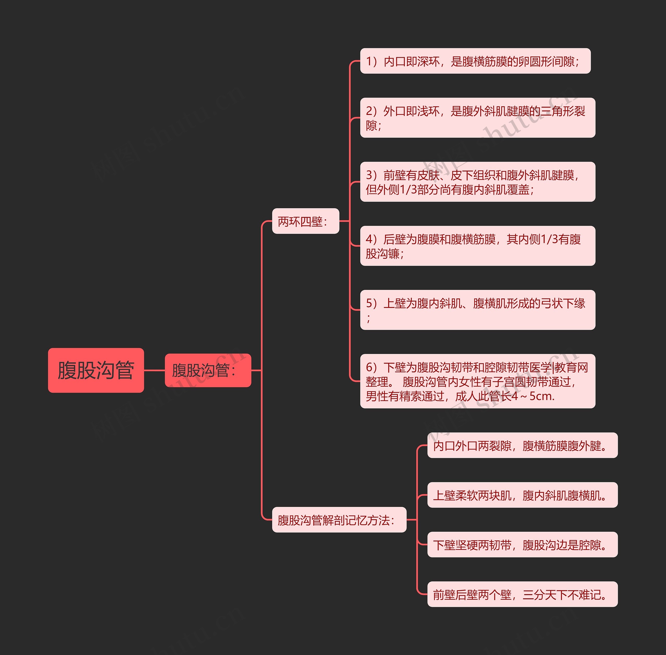 腹股沟管 腹股沟管