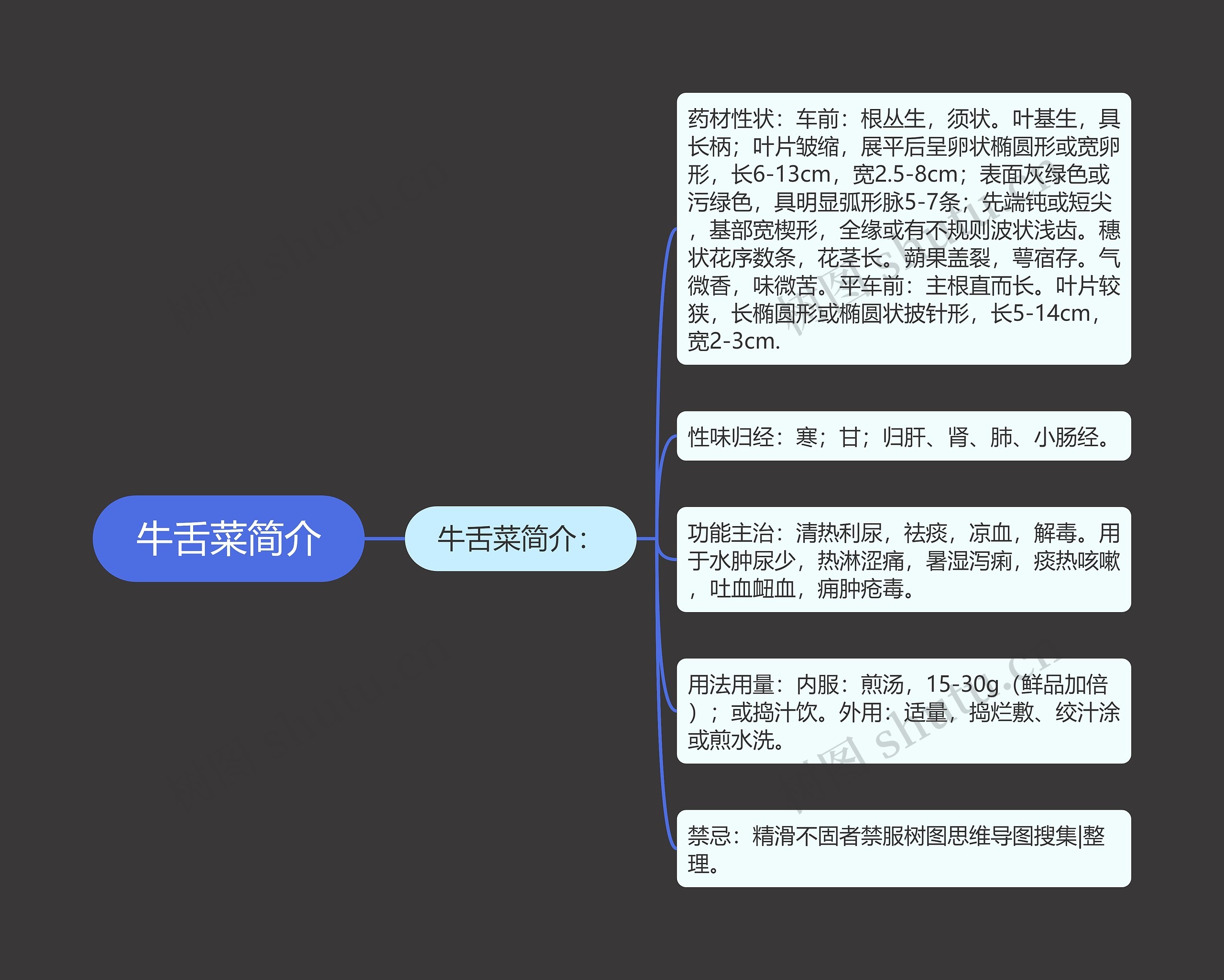 牛舌菜简介 牛舌菜简介