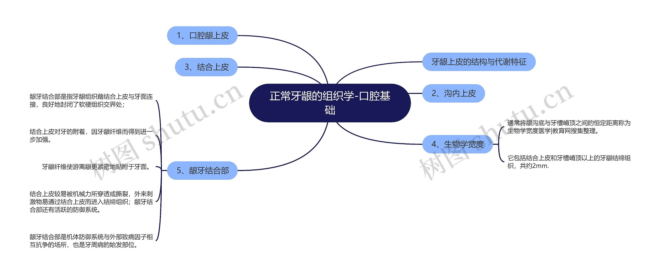 正常牙龈的组织学-口腔基础