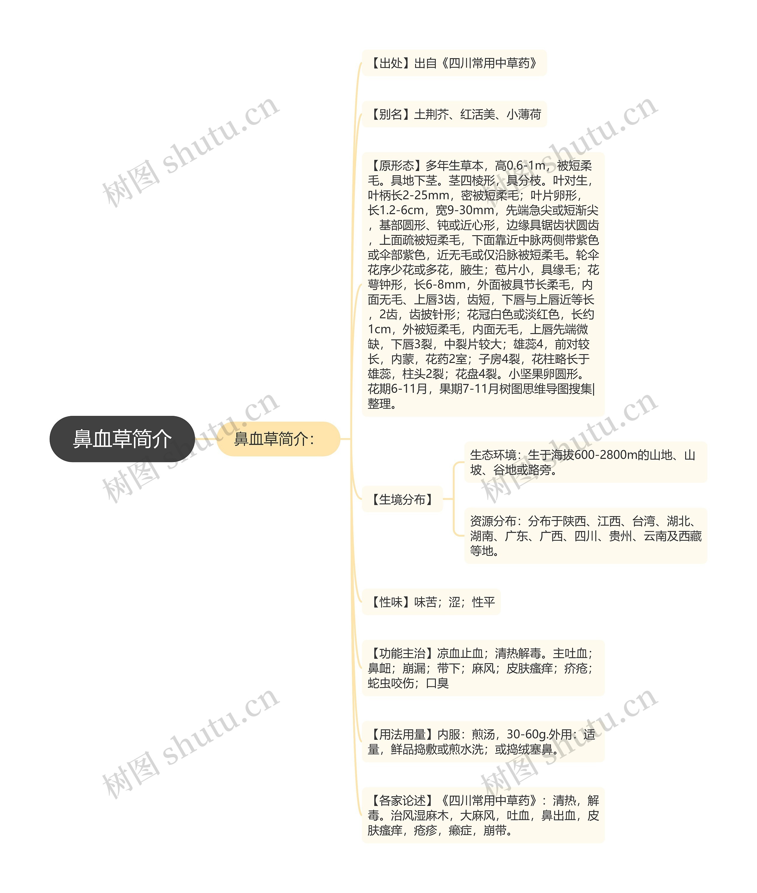 鼻血草简介