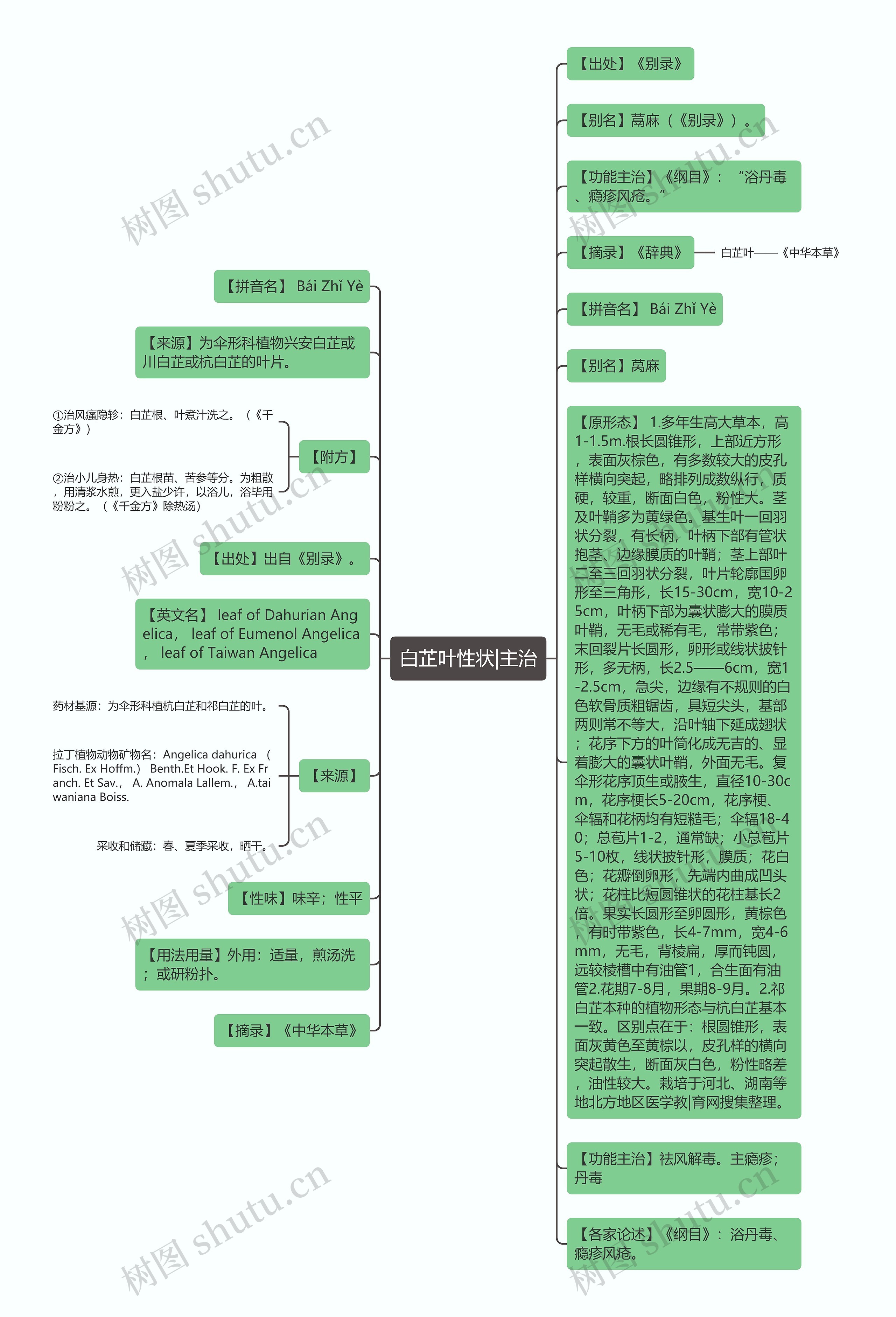 白芷叶性状|主治