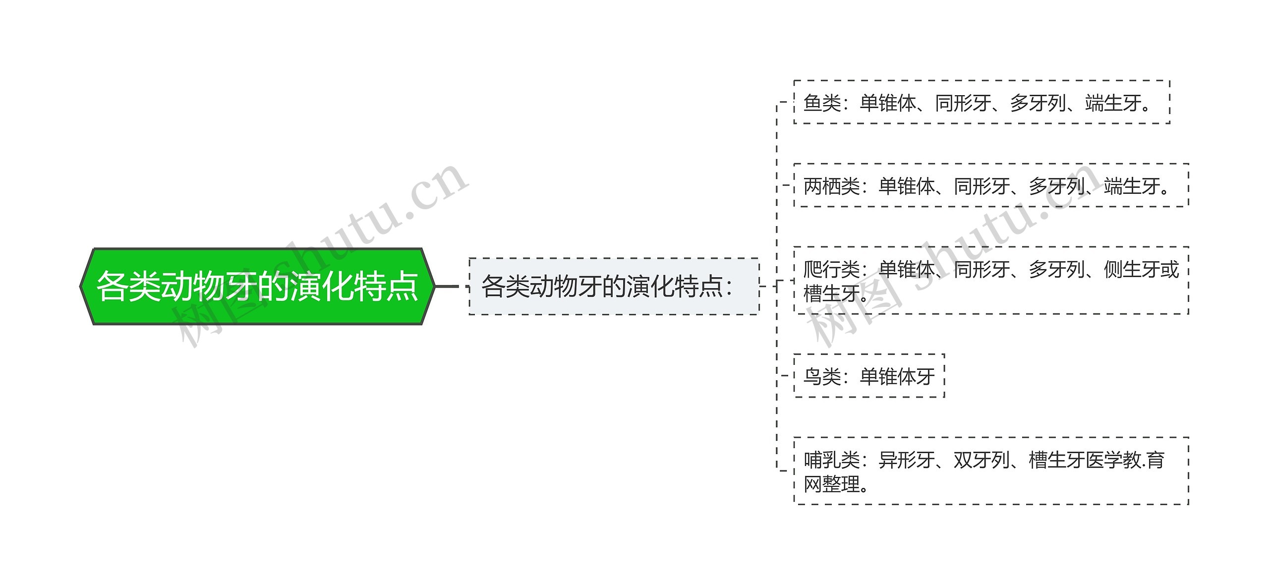 各类动物牙的演化特点思维导图