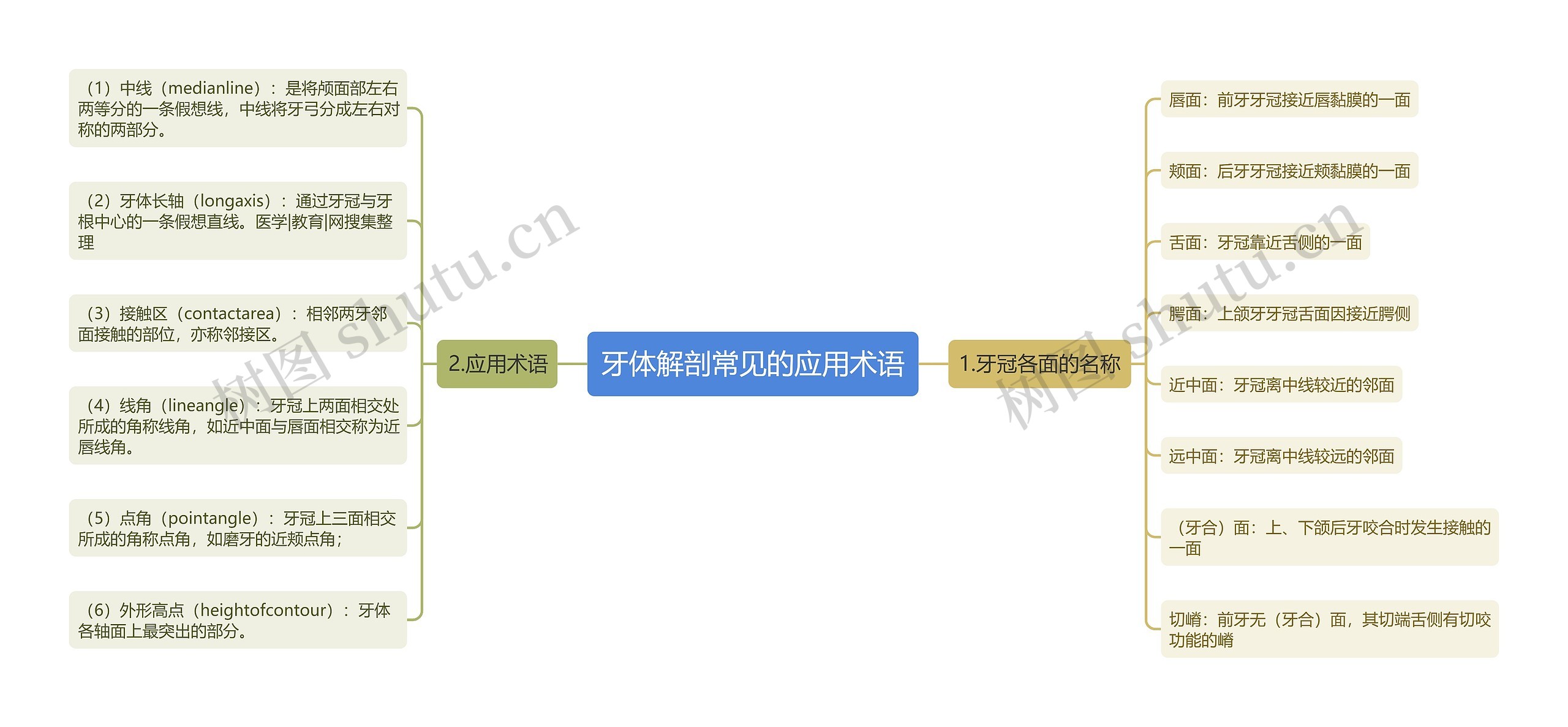 牙体解剖常见的应用术语思维导图