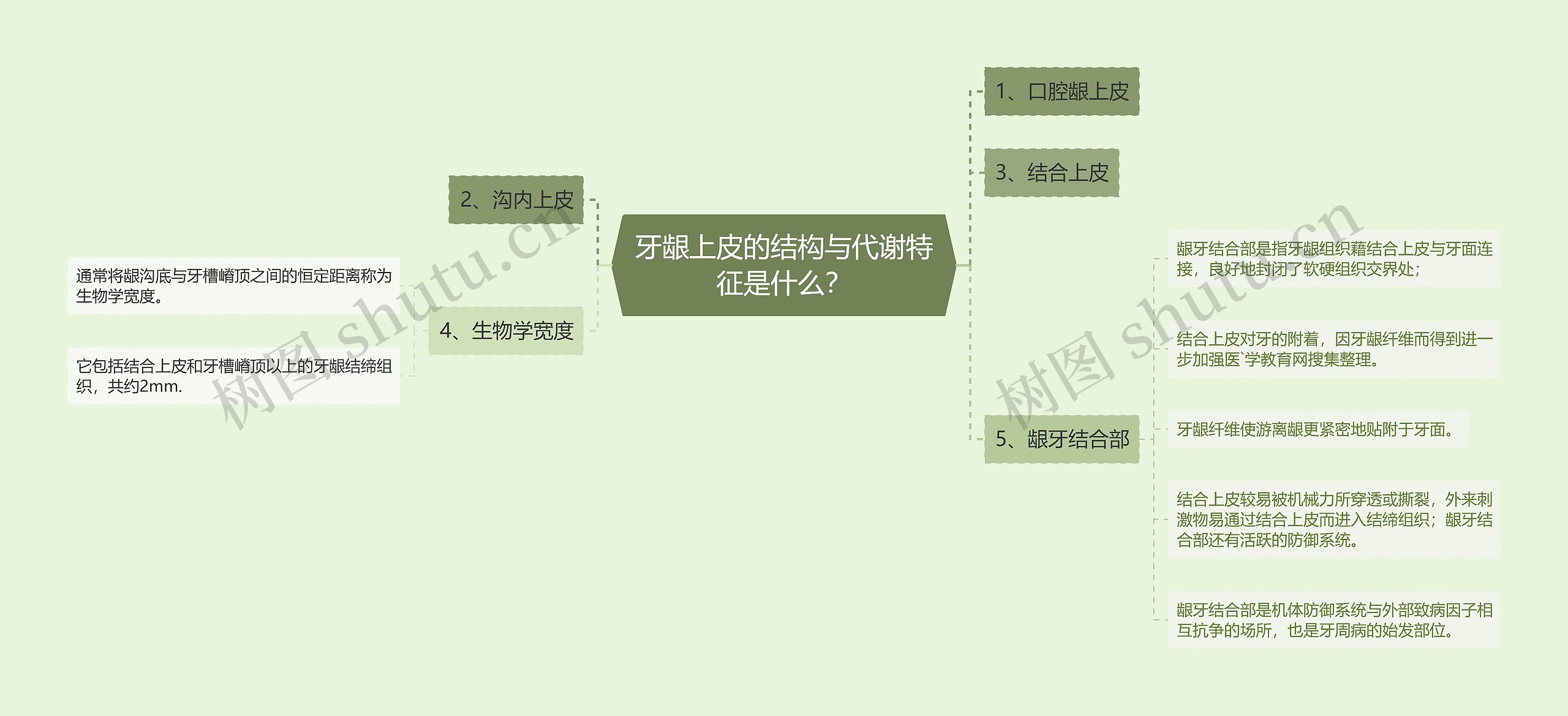 牙龈上皮的结构与代谢特征是什么? 牙龈上皮的结构与代谢特征是什么?