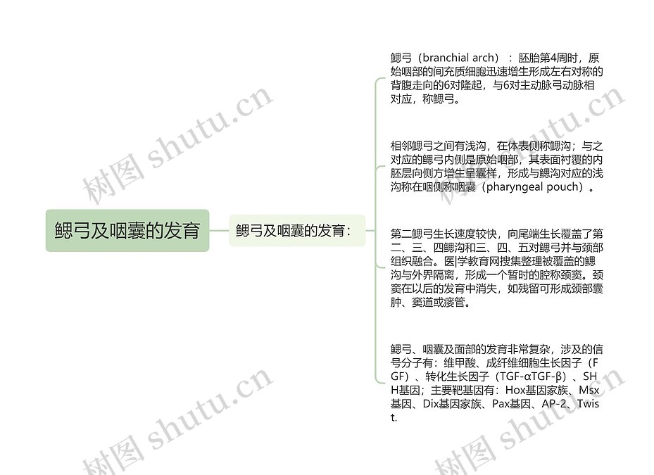 鳃弓及咽囊的发育思维导图_编号p6793917-TreeMind树图