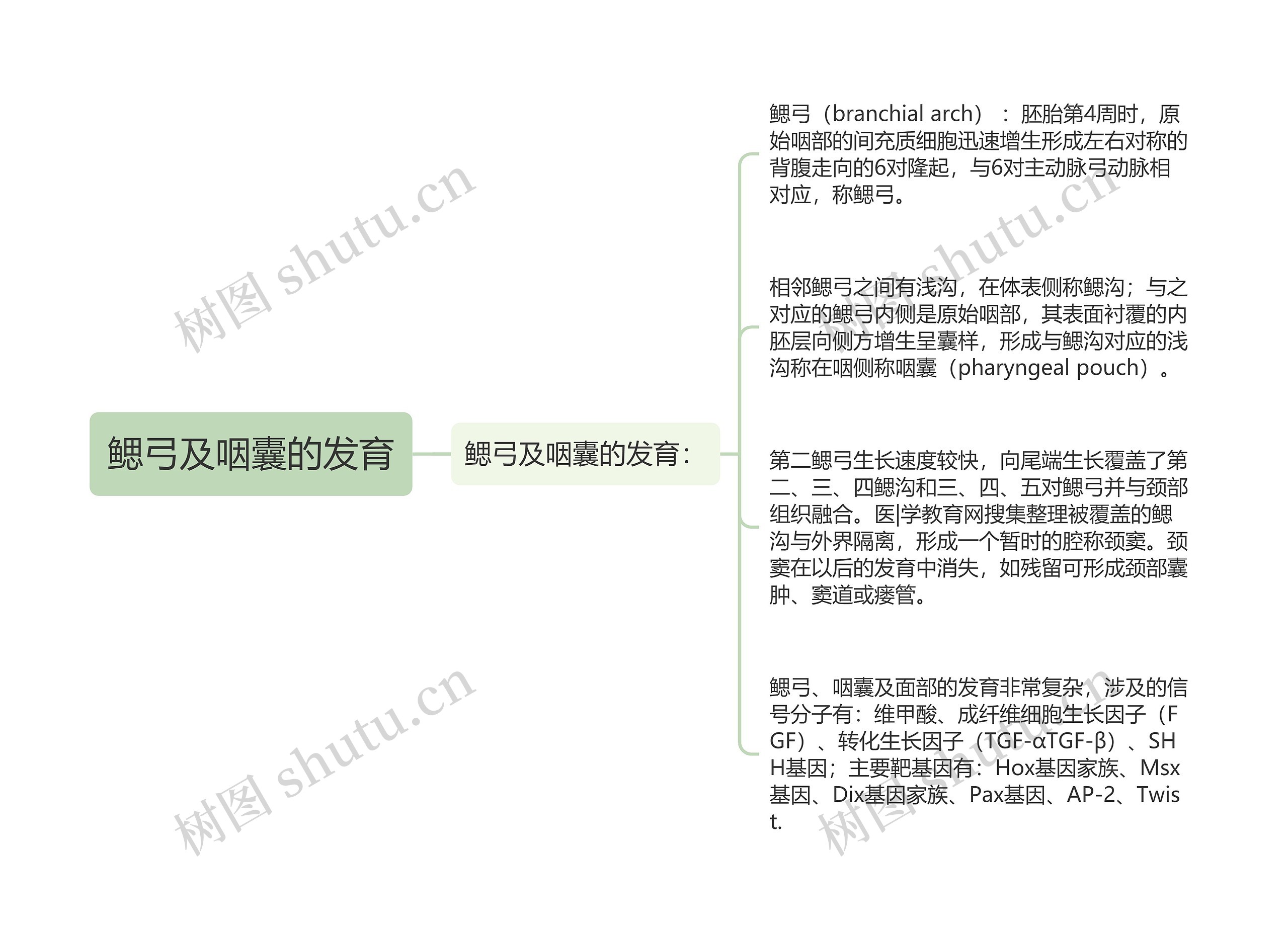 鳃弓及咽囊的发育思维导图