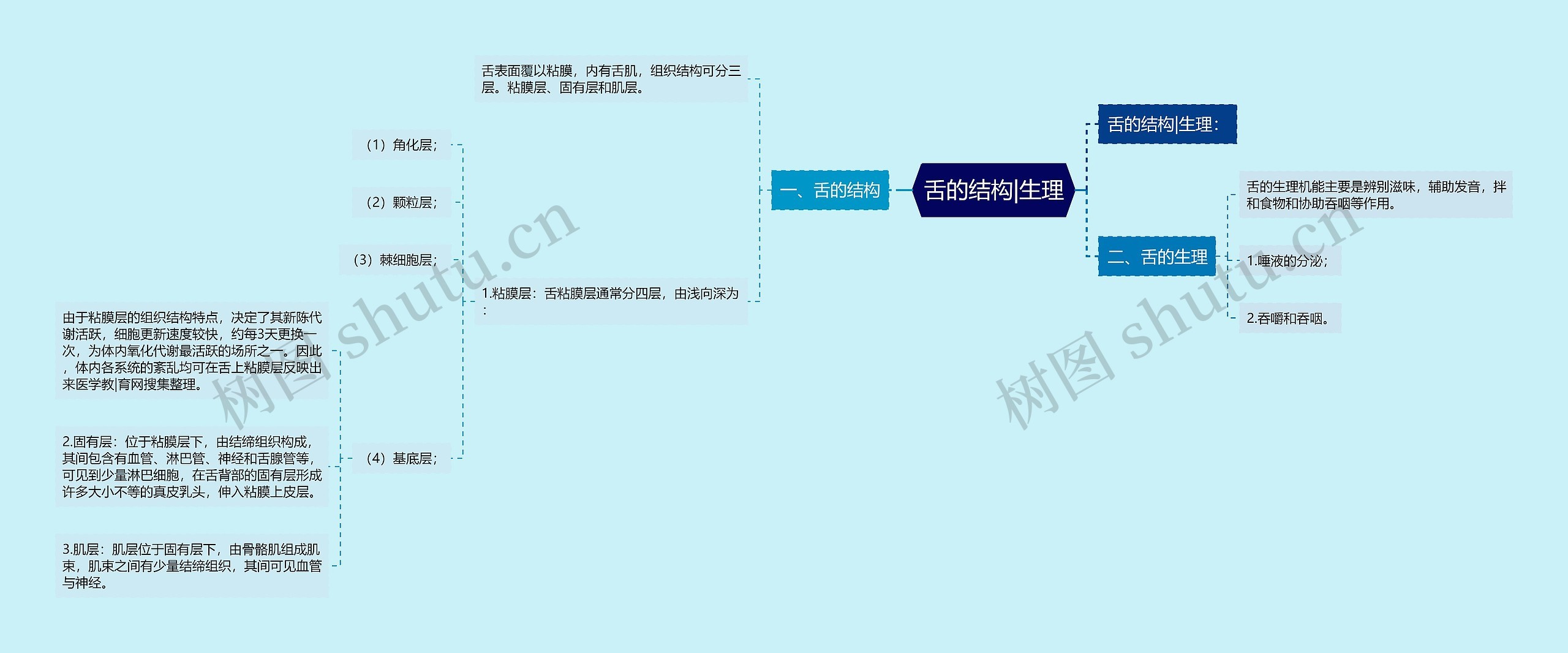舌的结构|生理
