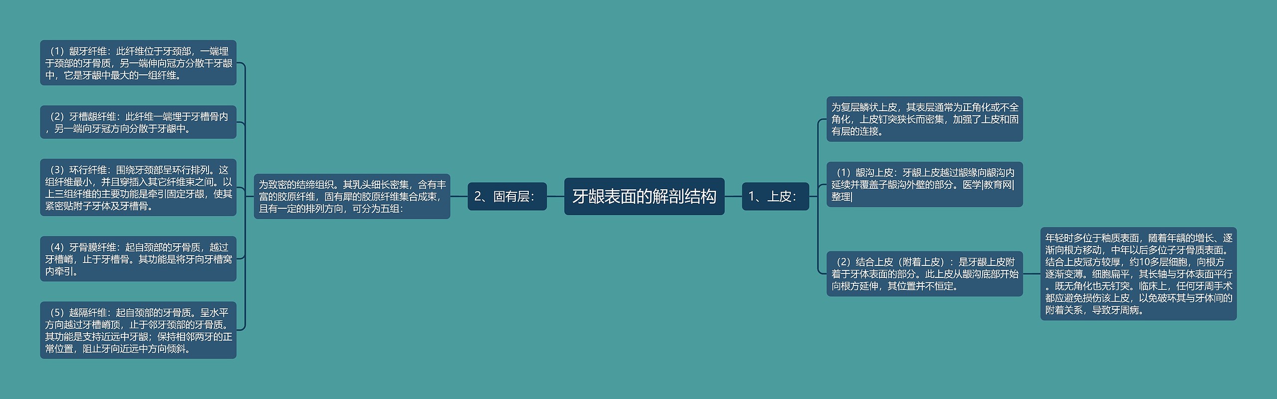 牙龈表面的解剖结构思维导图