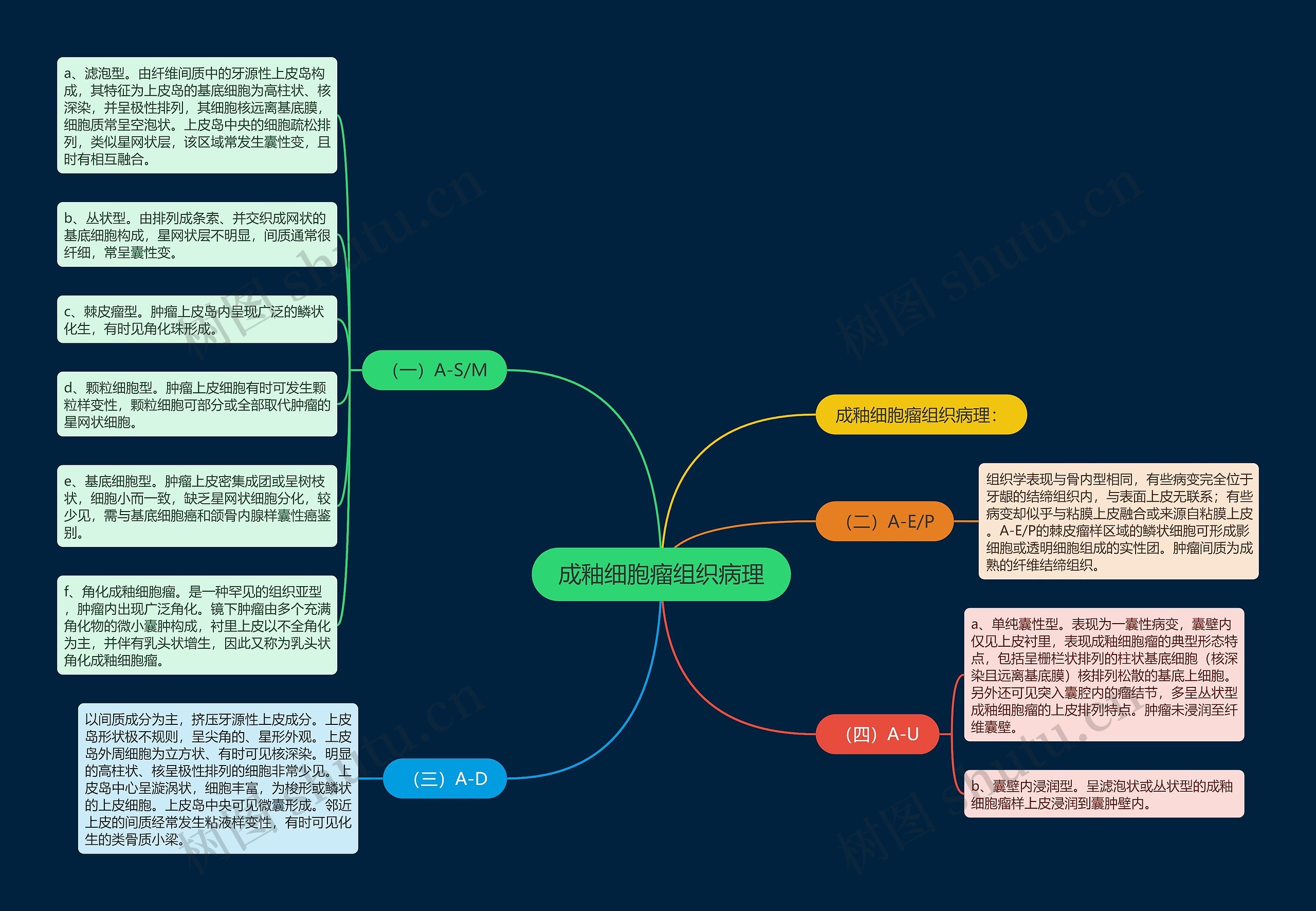 成釉细胞瘤组织病理