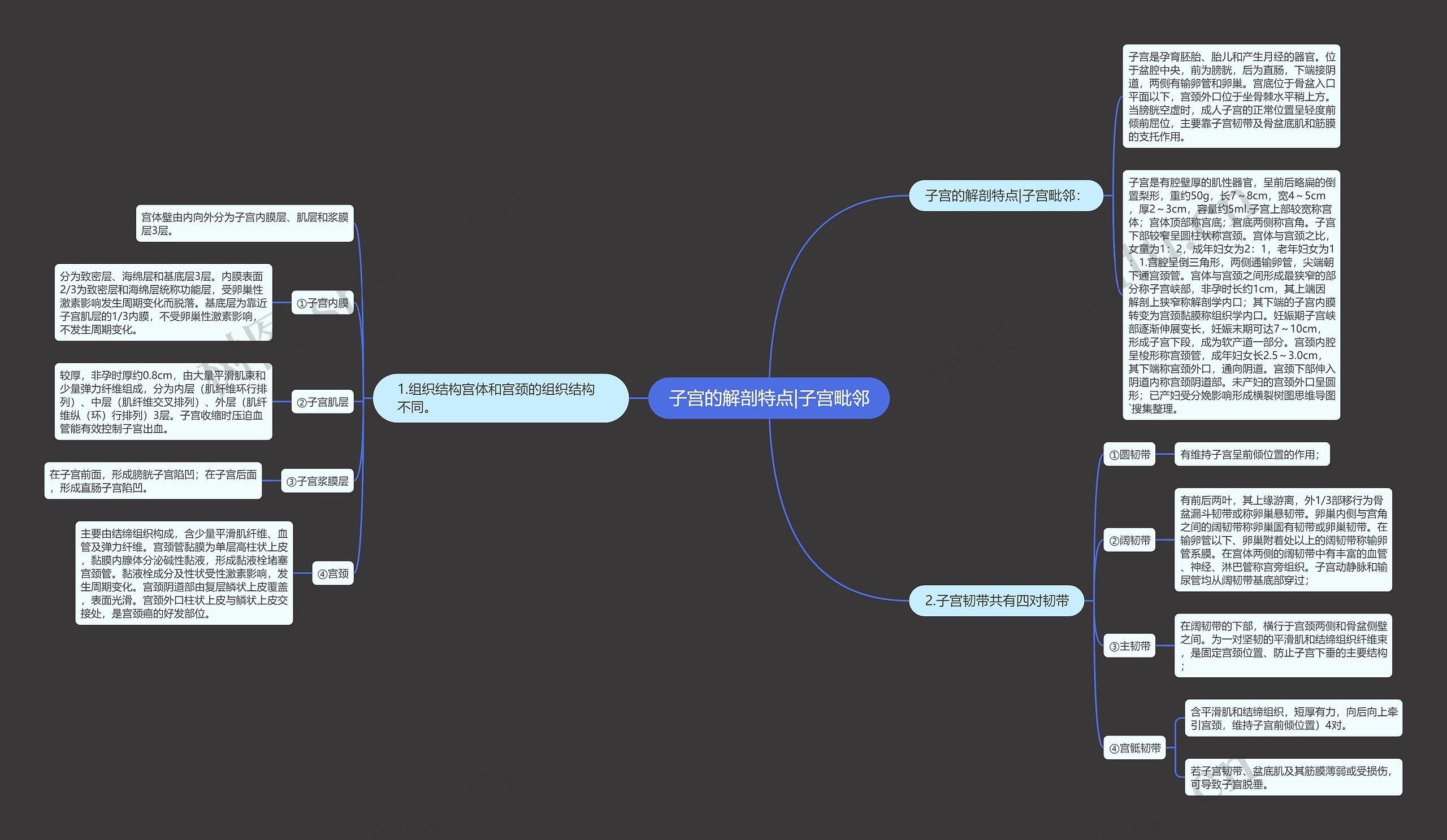 子宫的解剖特点|子宫毗邻思维导图