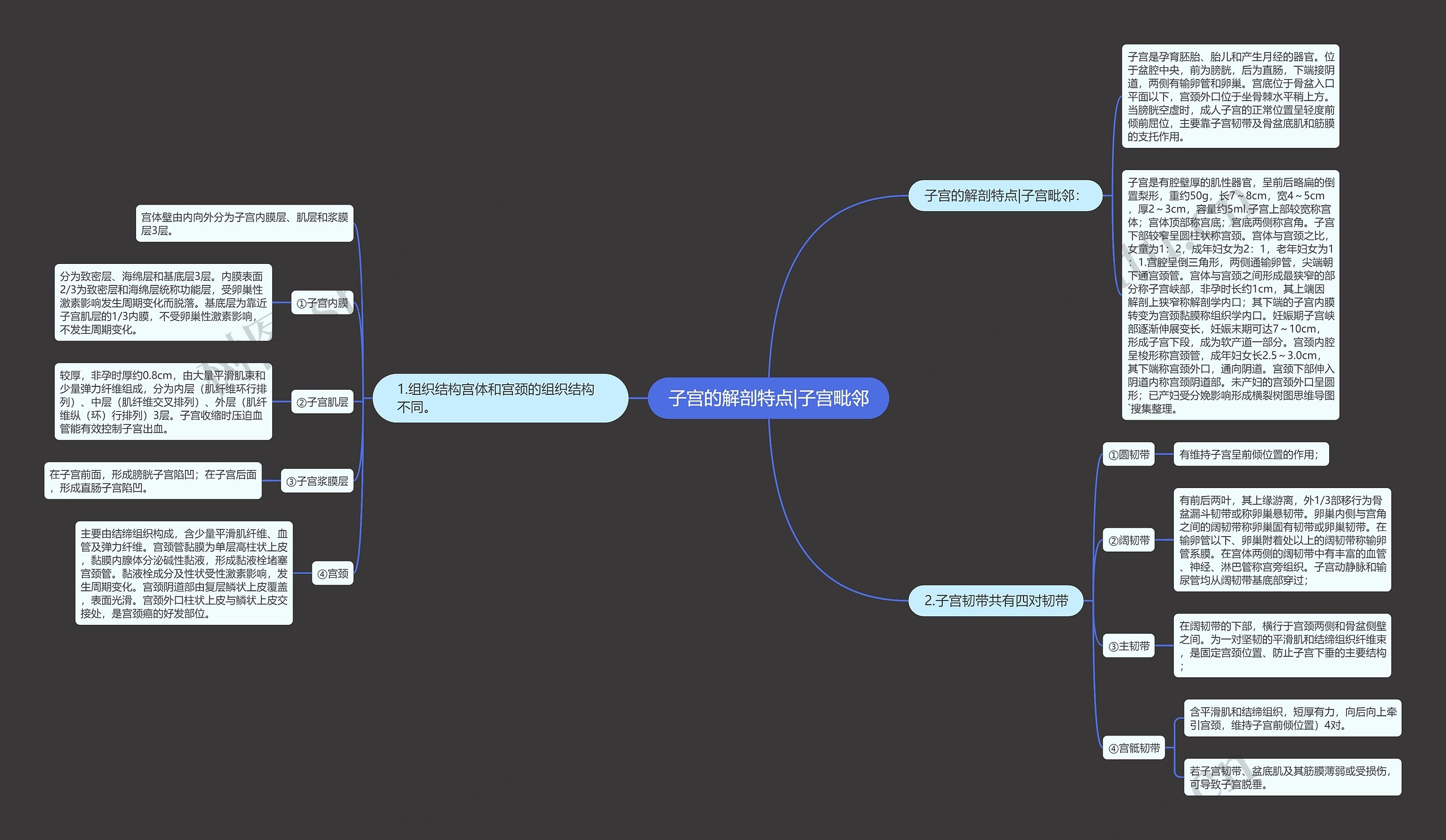 子宫的解剖特点|子宫毗邻 子宫的解剖特点|子宫毗邻