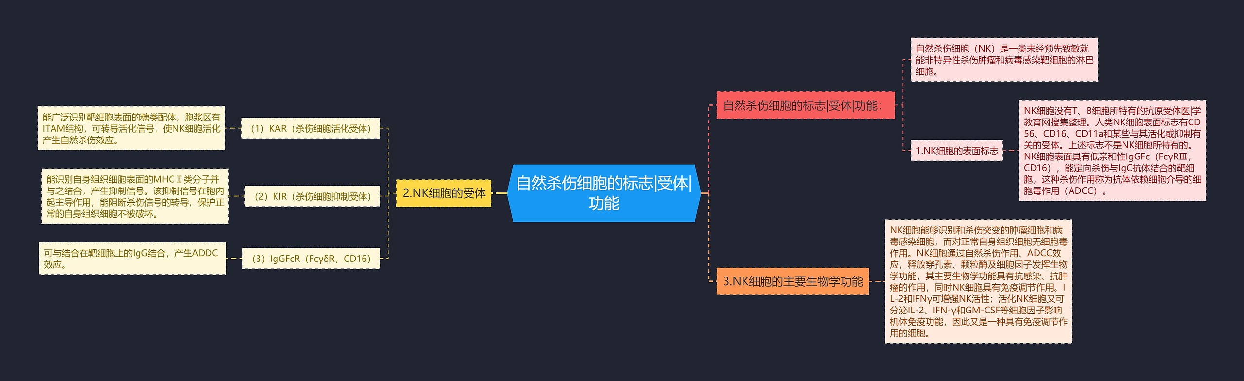 自然杀伤细胞的标志|受体|功能