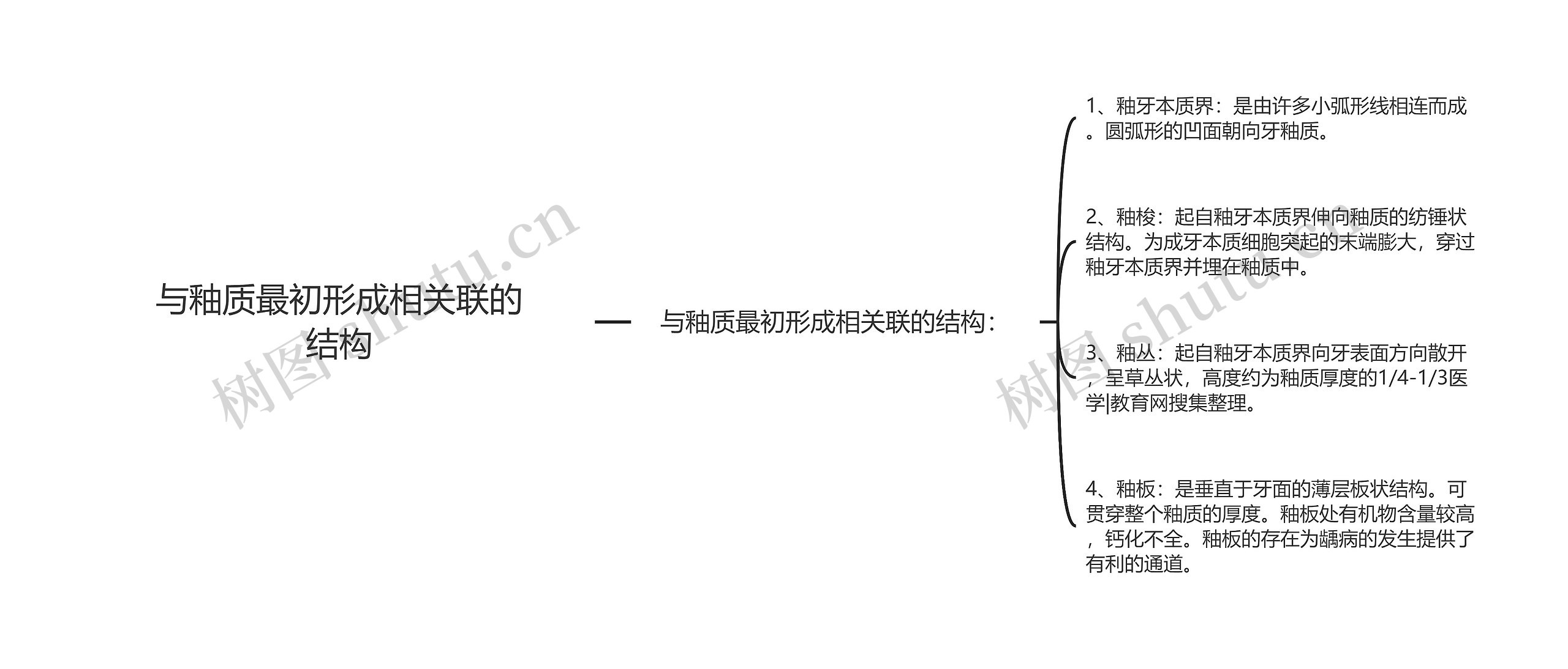 与釉质最初形成相关联的结构 与釉质最初形成相关联的结构