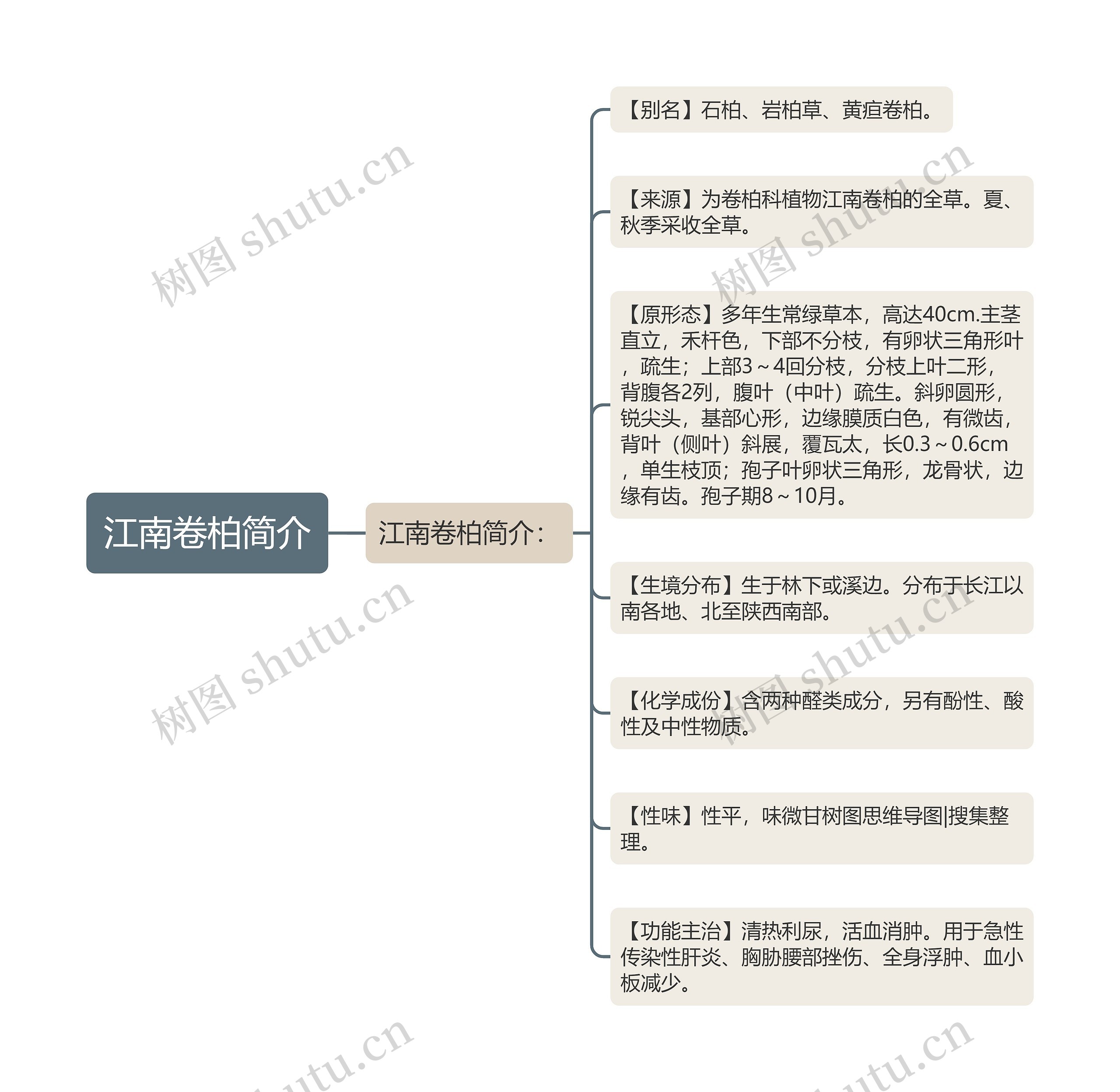 江南卷柏简介思维导图