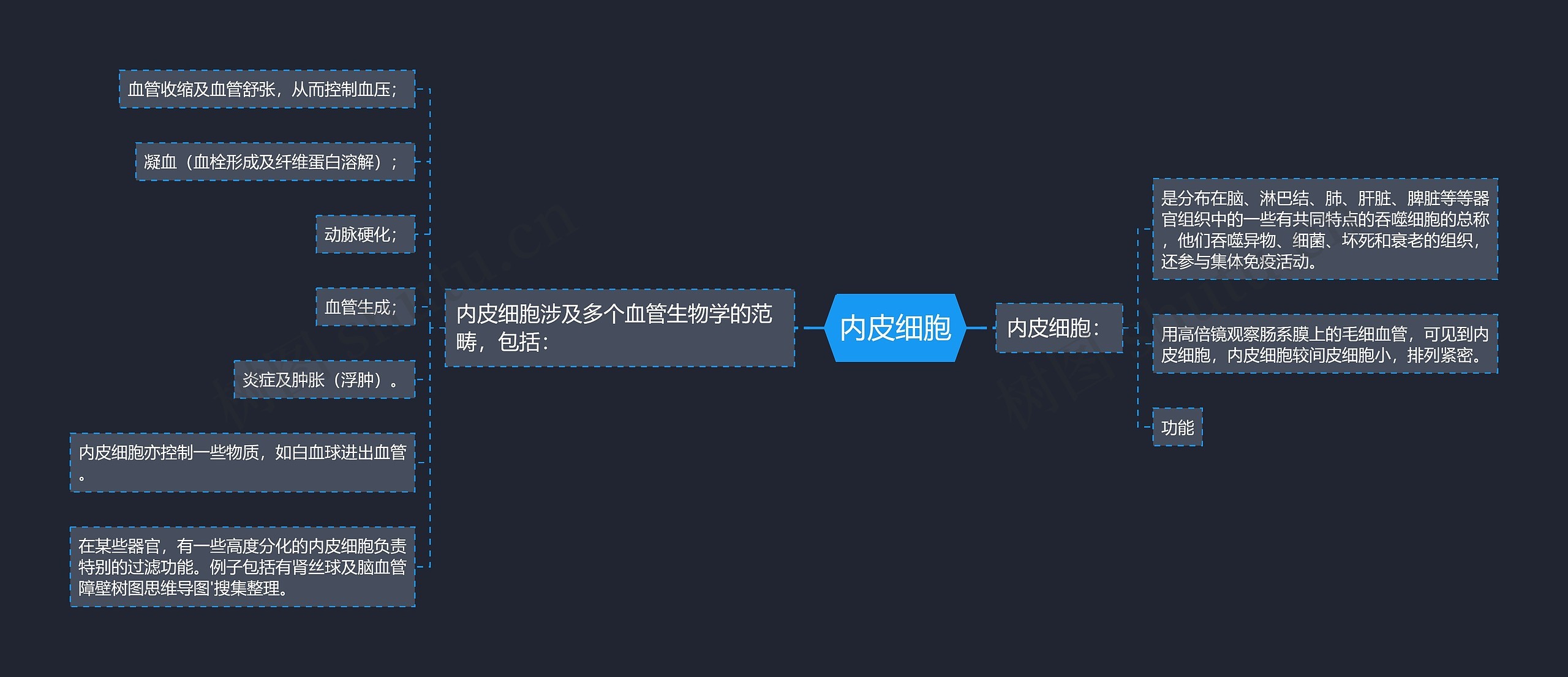 内皮细胞