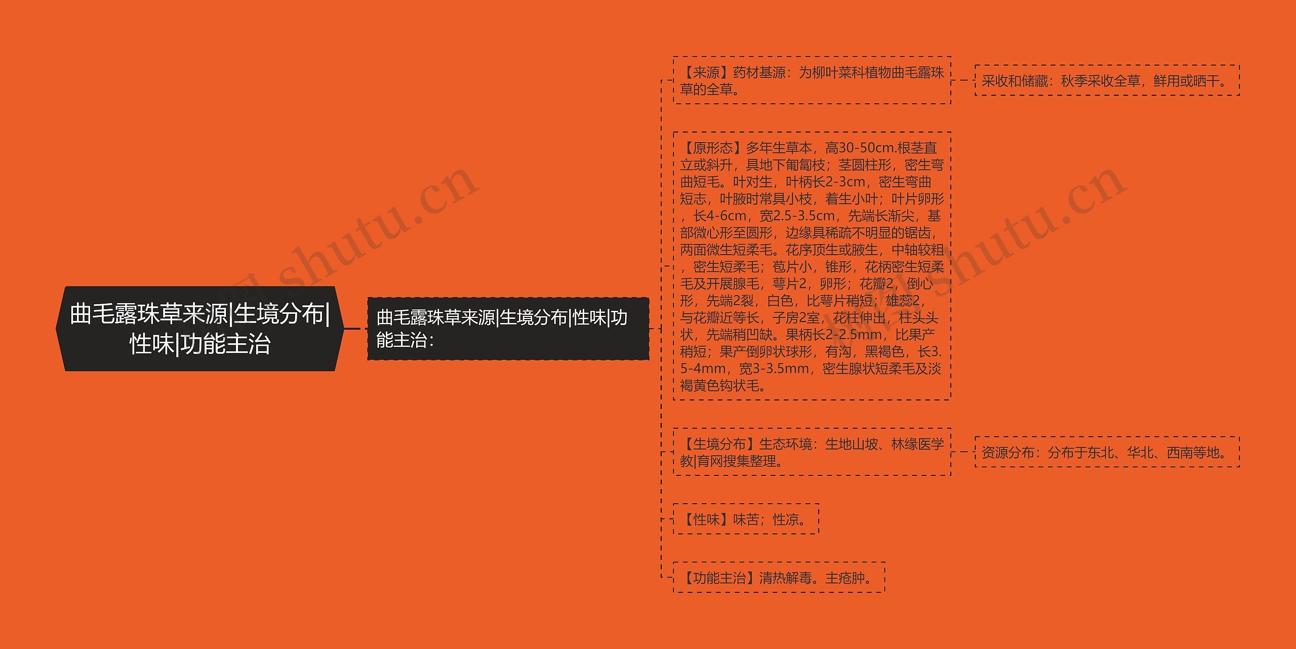 曲毛露珠草来源|生境分布|性味|功能主治 曲毛露珠草来源|生境分布|性味|功能主治