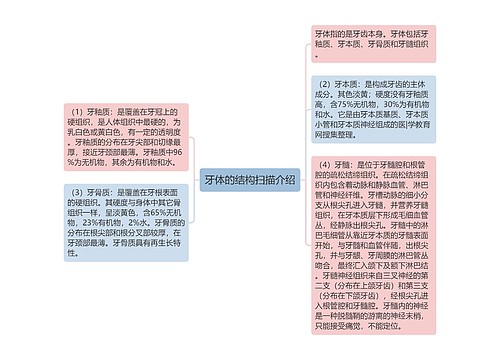 牙体的结构扫描介绍