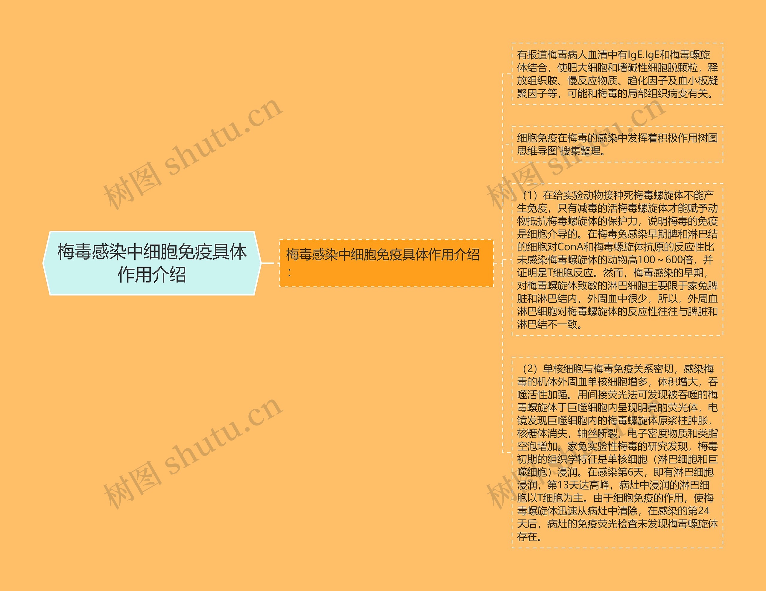 梅毒感染中细胞免疫具体作用介绍