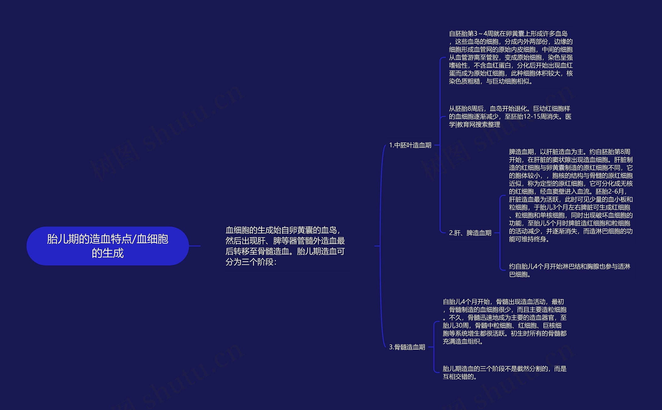 胎儿期的造血特点/血细胞的生成思维导图