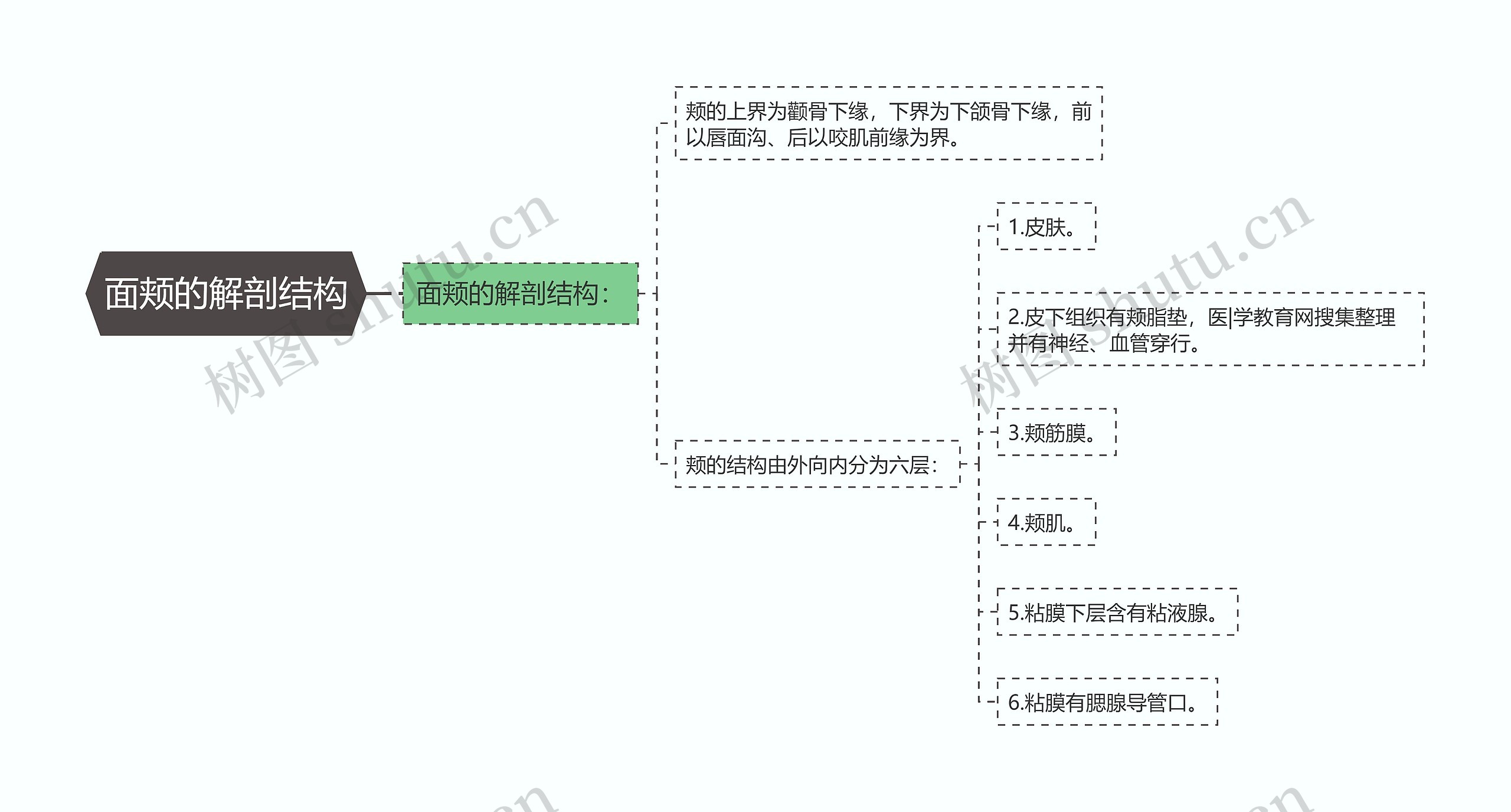 面颊的解剖结构思维导图