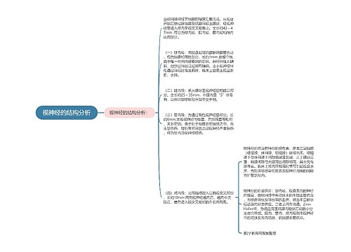 视神经的结构分析