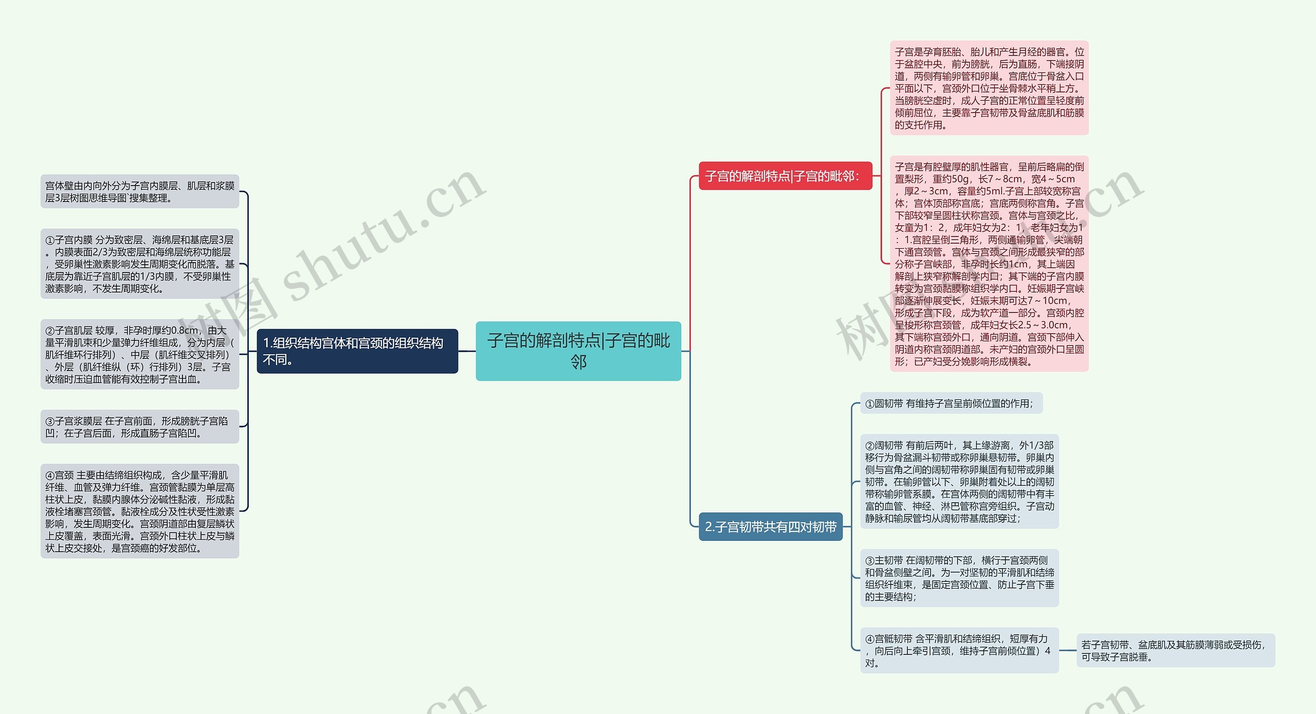 子宫的解剖特点|子宫的毗邻思维导图