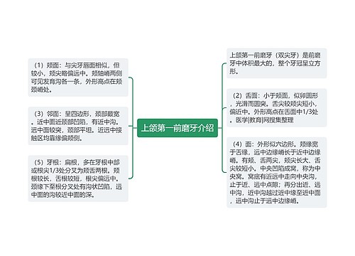 上颌第一前磨牙介绍