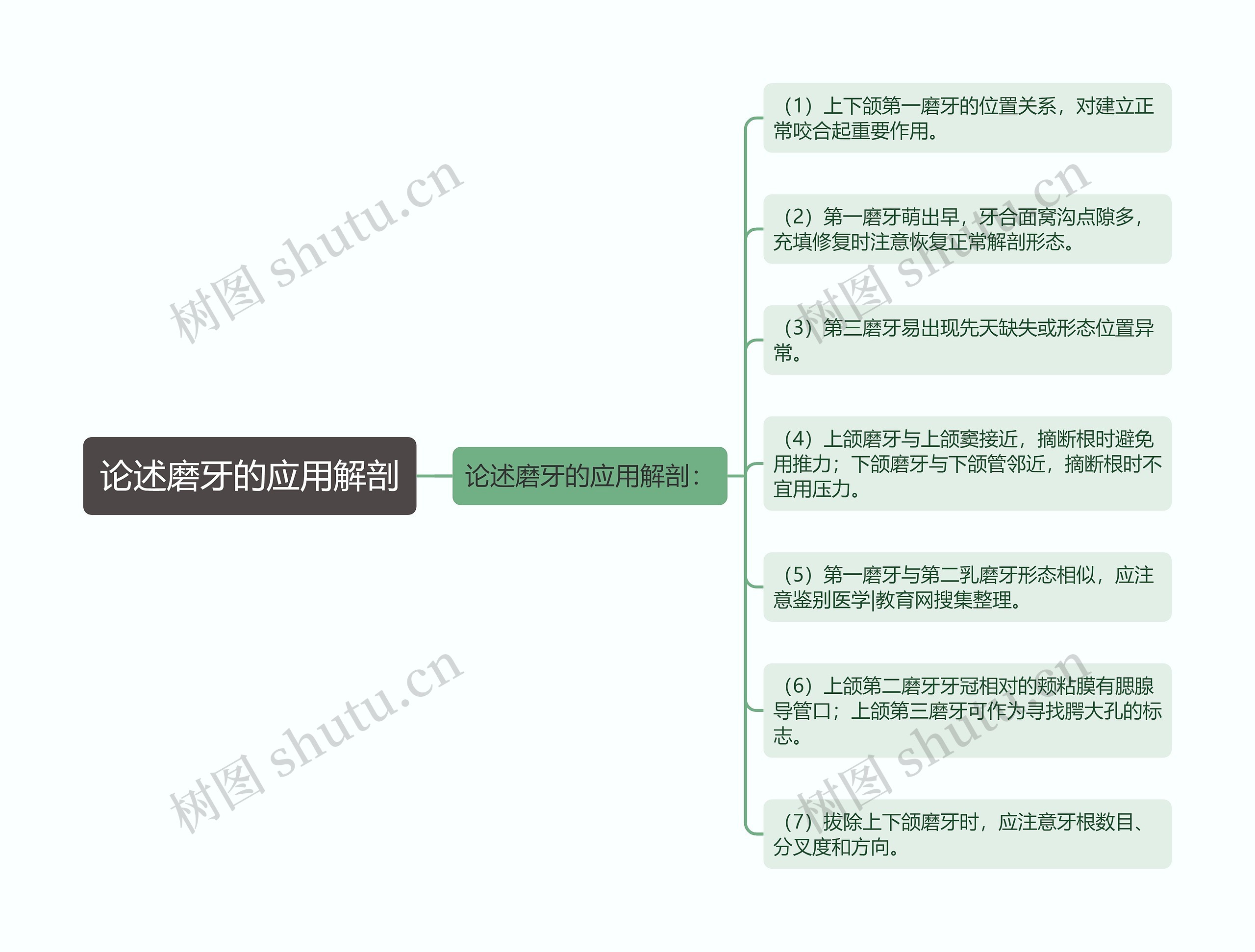 论述磨牙的应用解剖