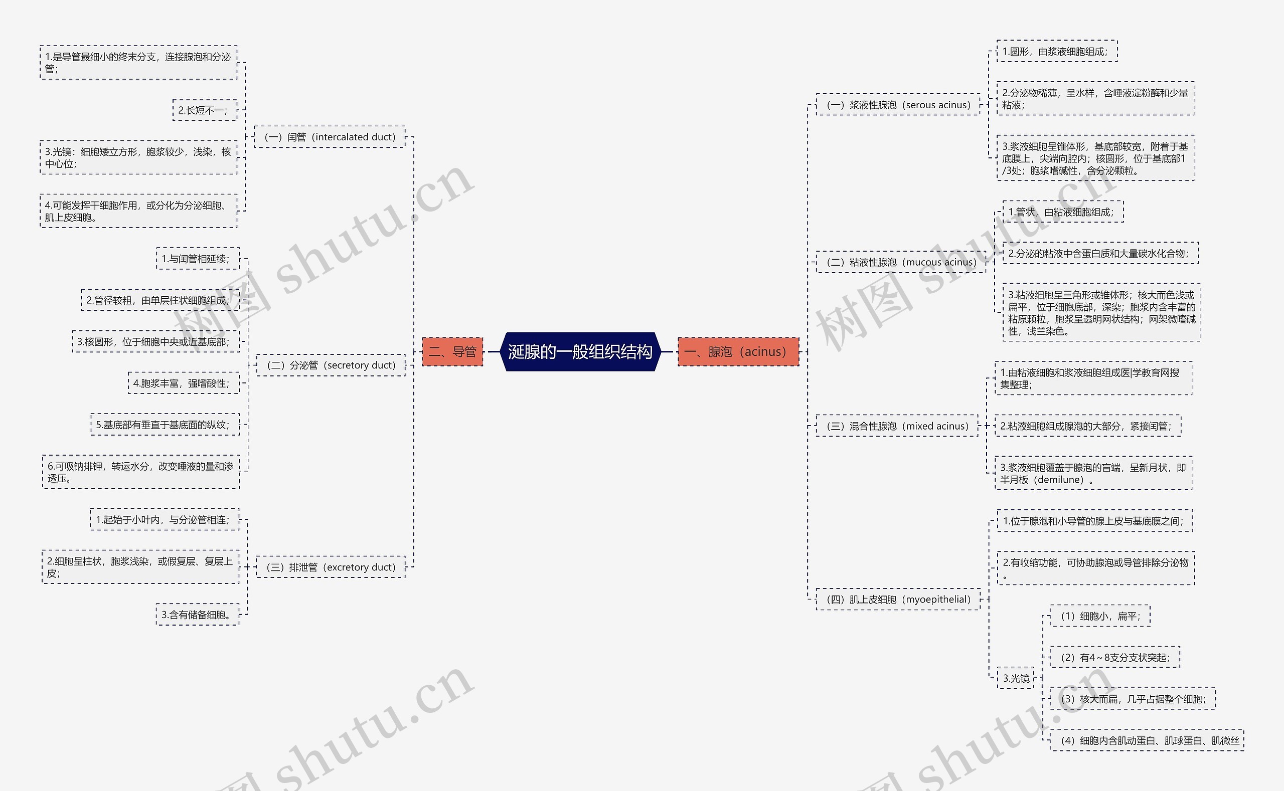 涎腺的一般组织结构思维导图