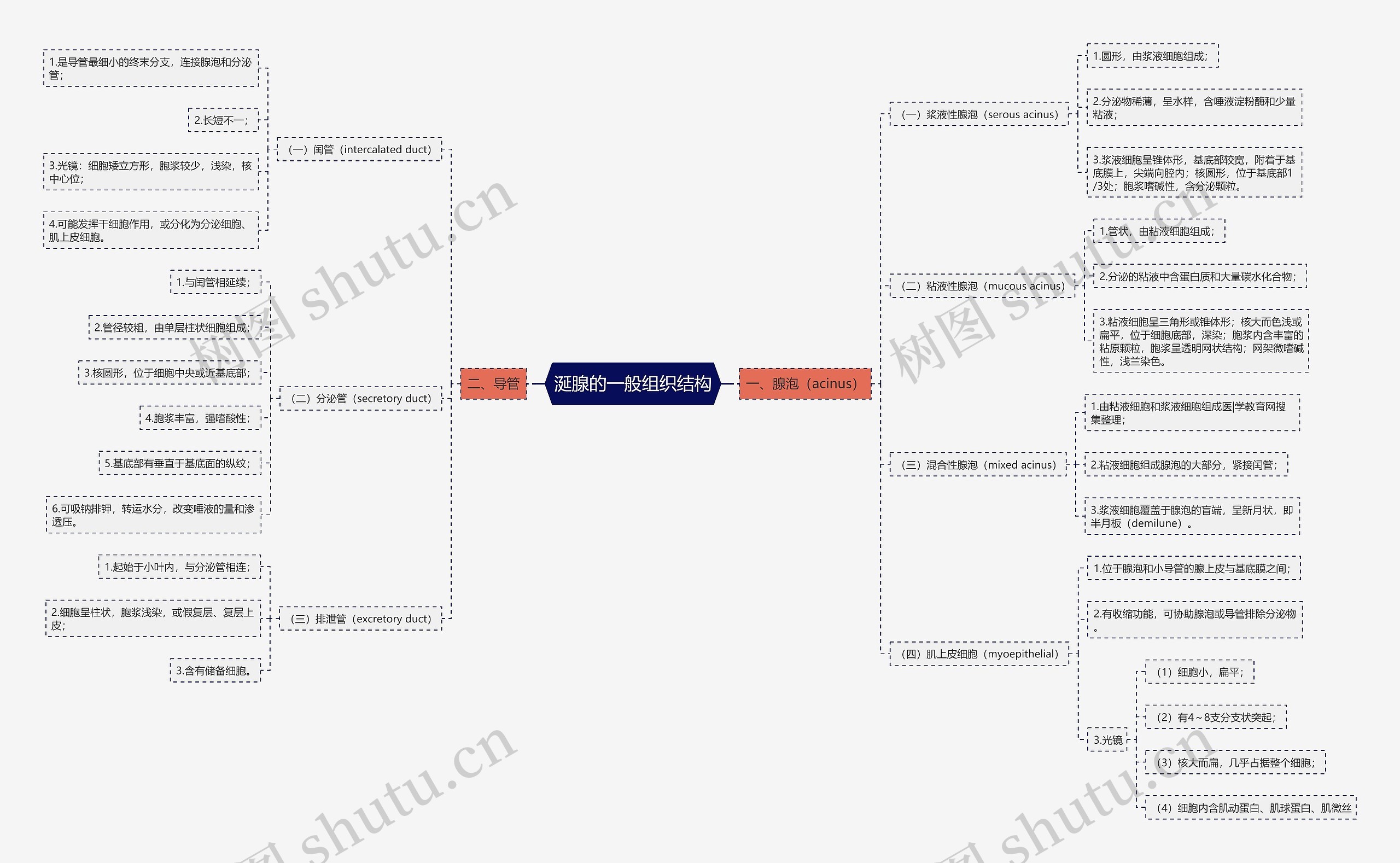 涎腺的一般组织结构 涎腺的一般组织结构