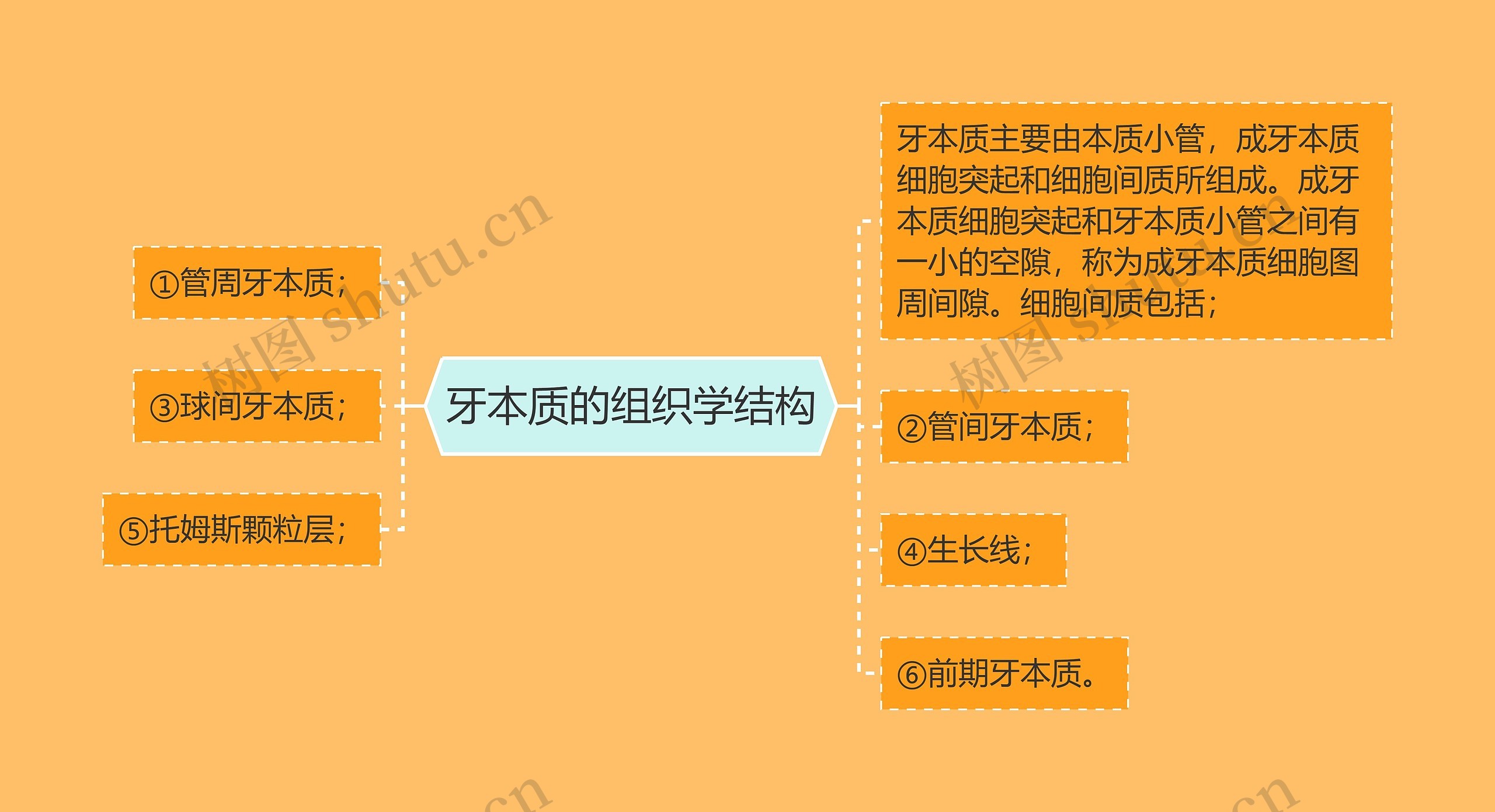 牙本质的组织学结构 牙本质的组织学结构