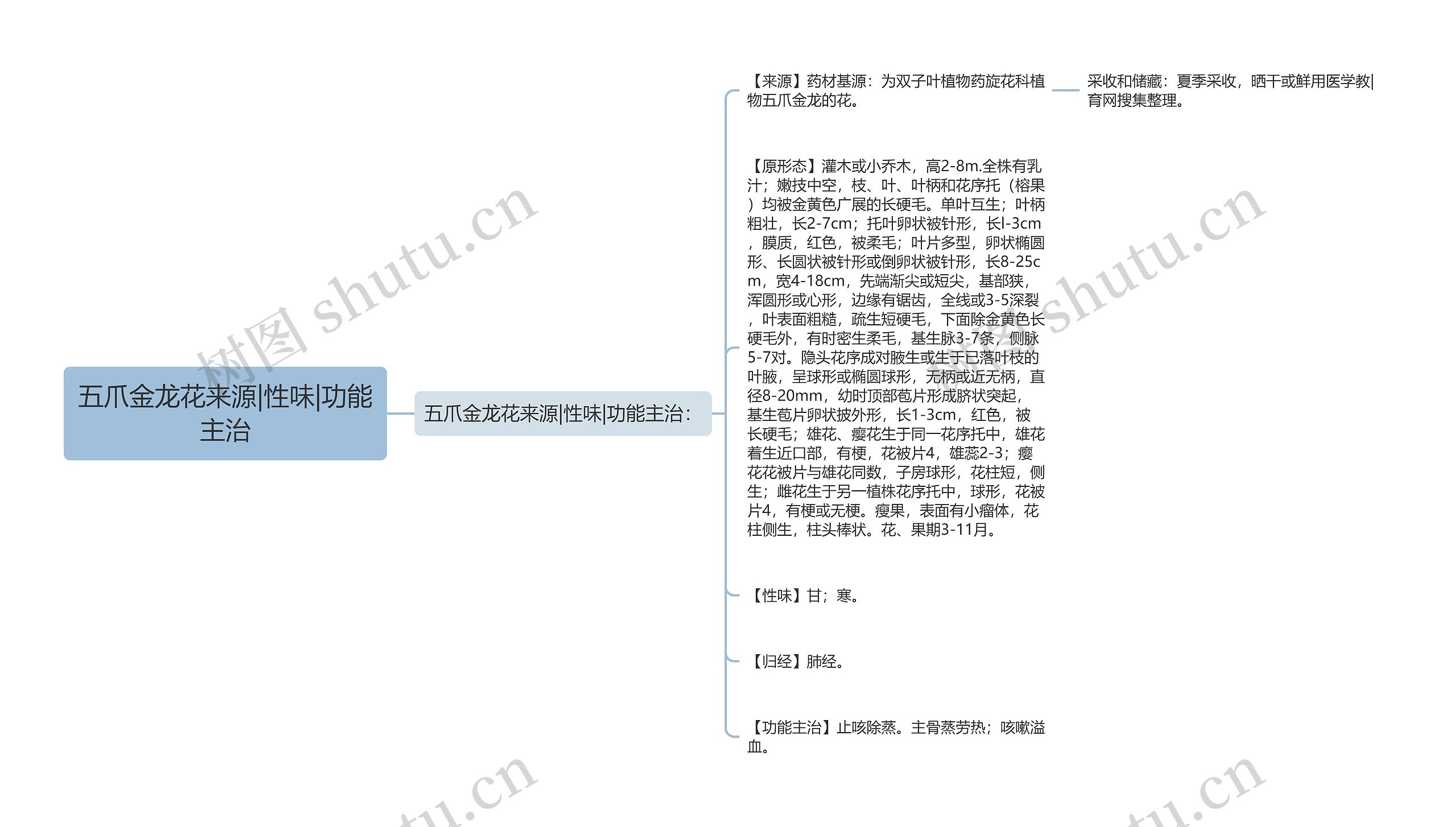 五爪金龙花来源|性味|功能主治思维导图