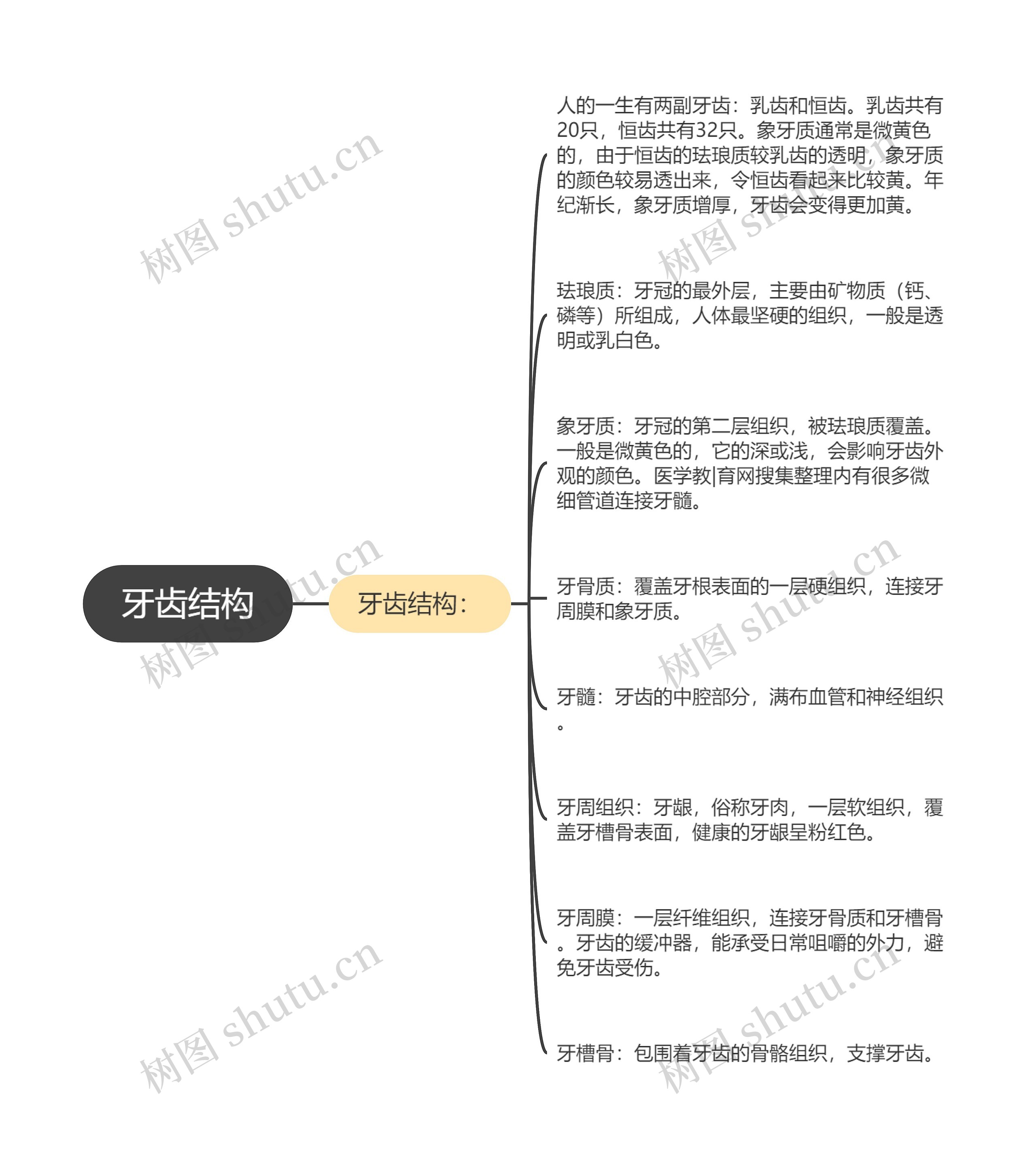 牙齿结构思维导图