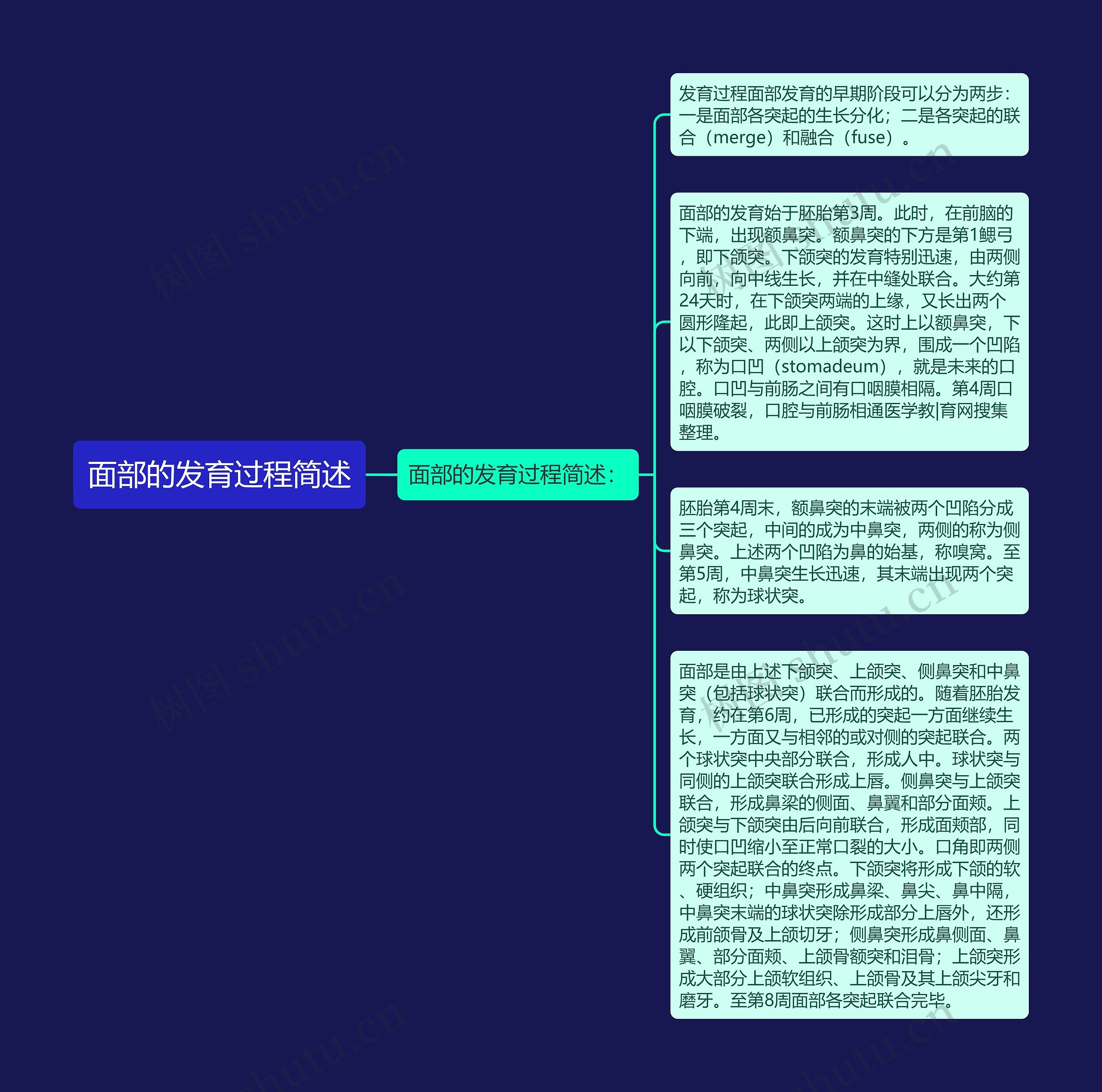 面部的发育过程简述思维导图