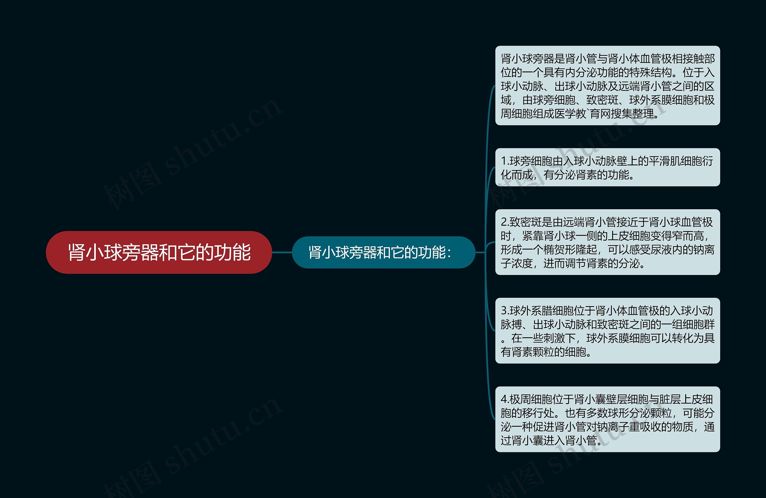 肾小球旁器和它的功能 肾小球旁器和它的功能