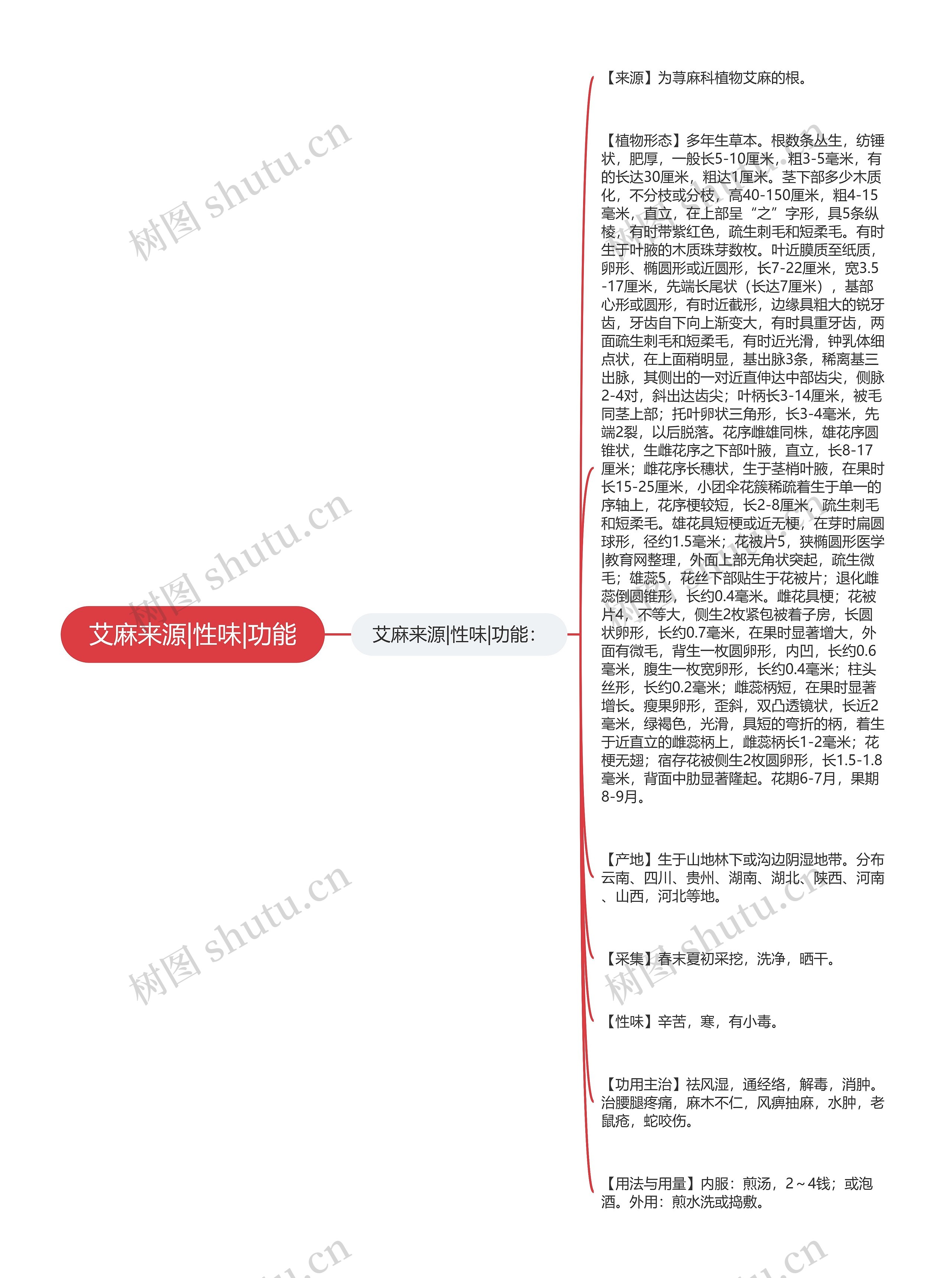 艾麻来源|性味|功能思维导图