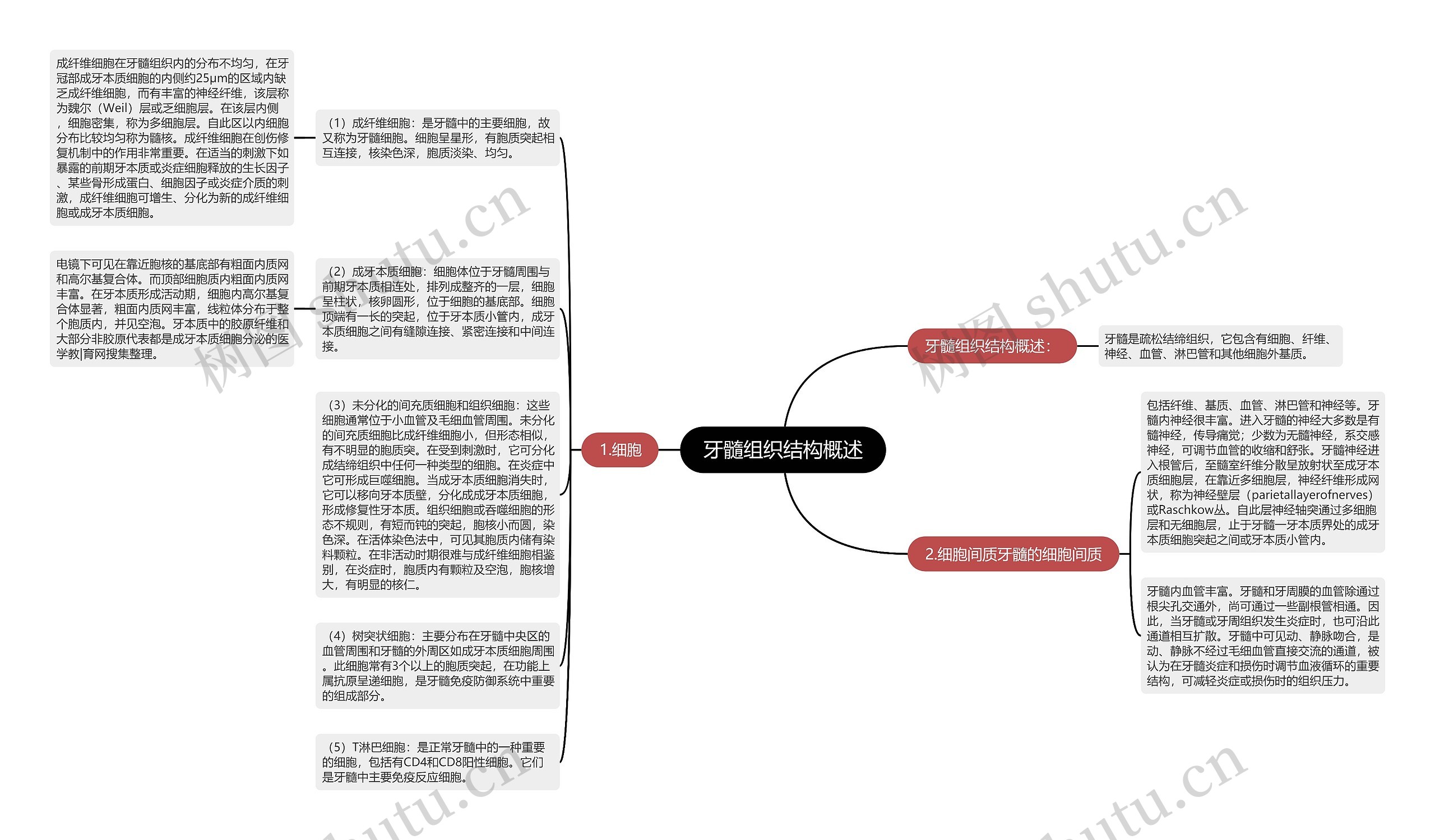 牙髓组织结构概述