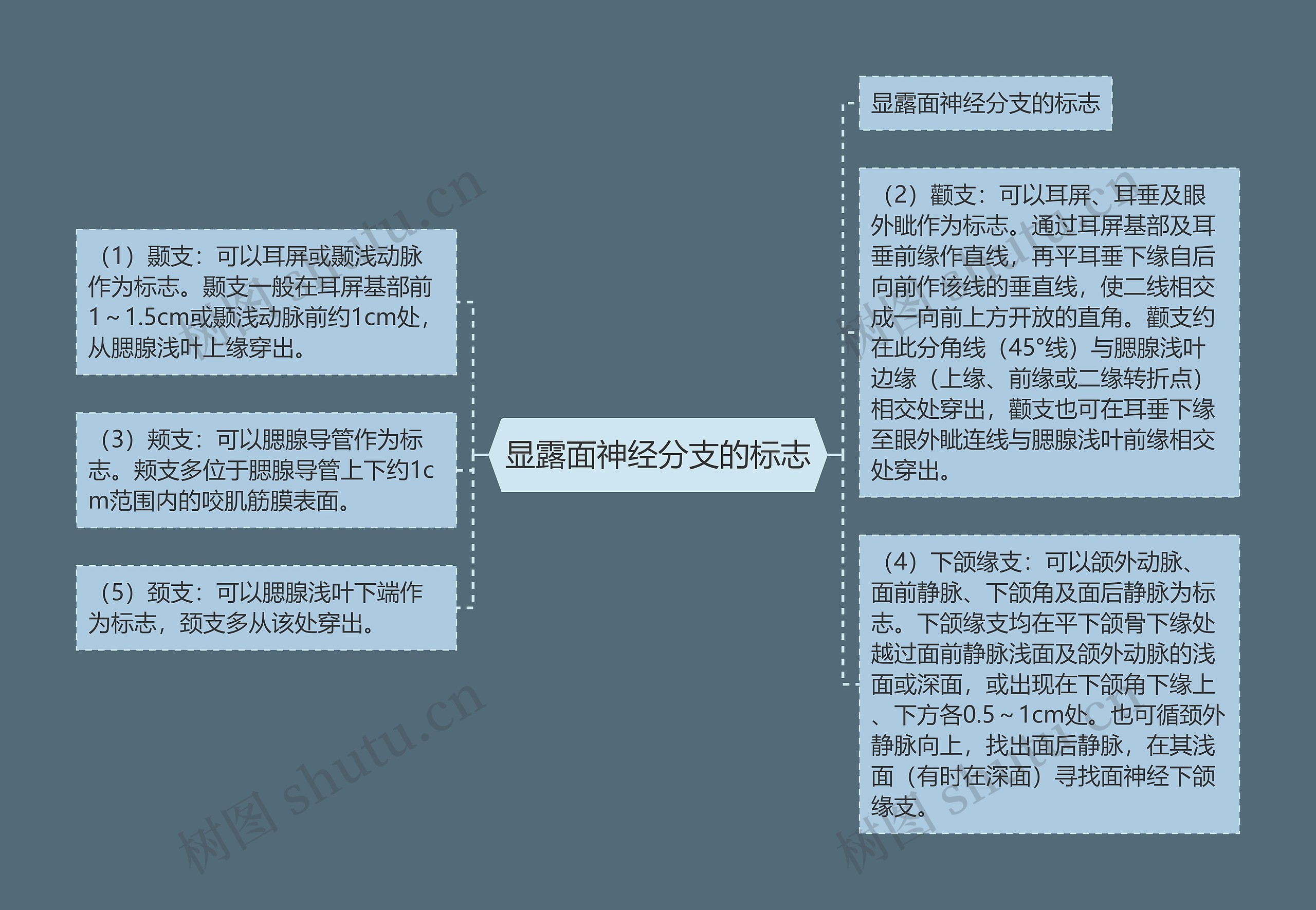 显露面神经分支的标志思维导图