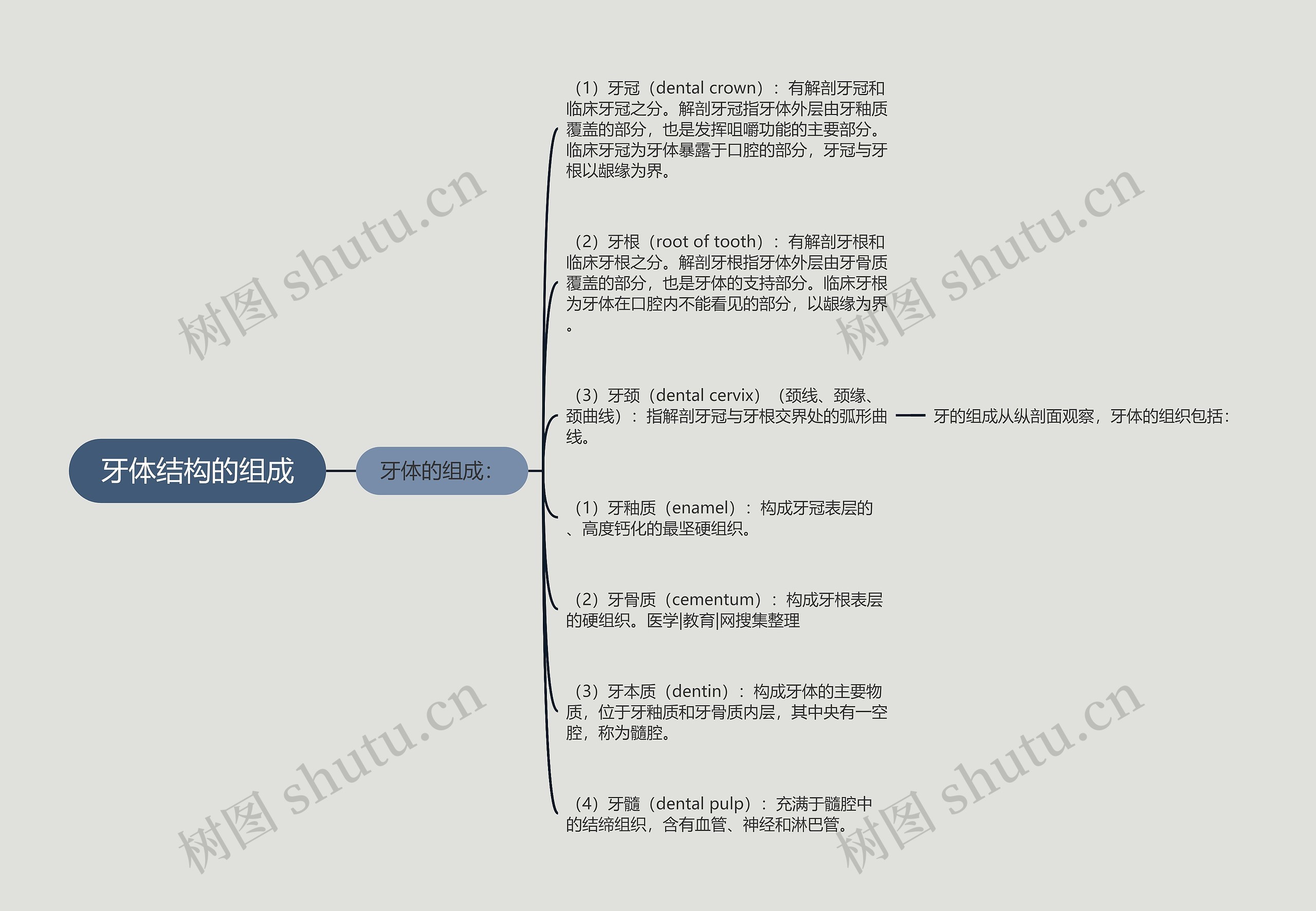 牙体结构的组成思维导图