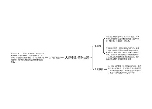 大唾液腺-解剖生理