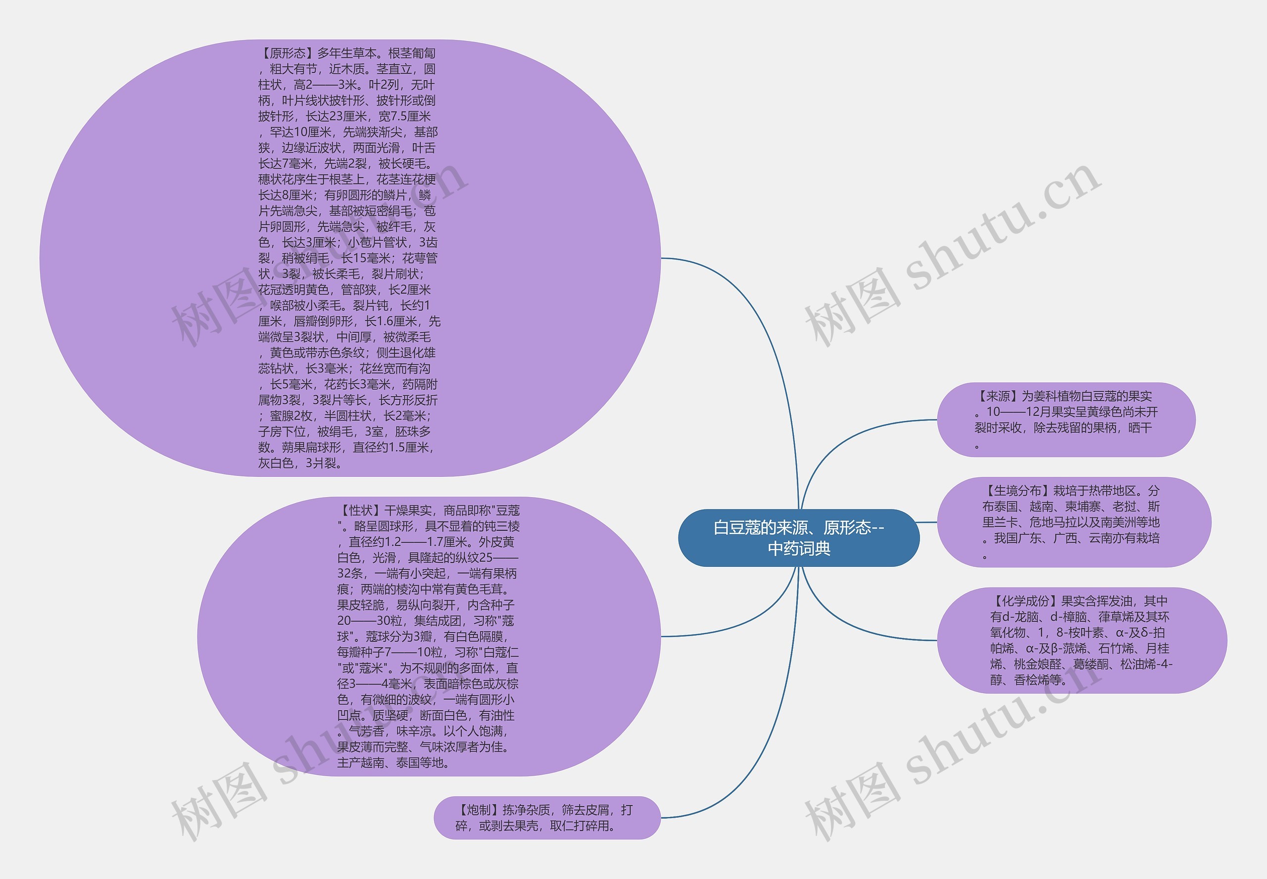 白豆蔻的来源、原形态--中药词典思维导图