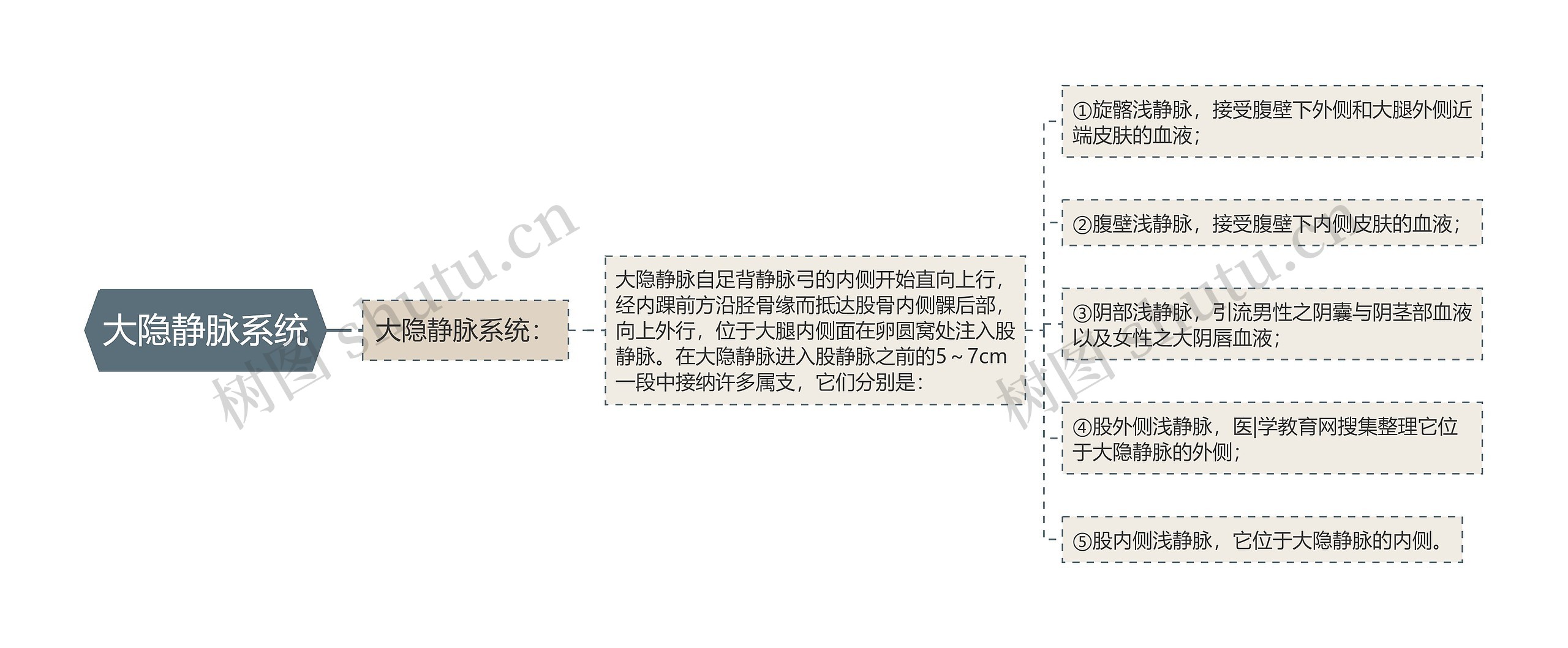 大隐静脉系统