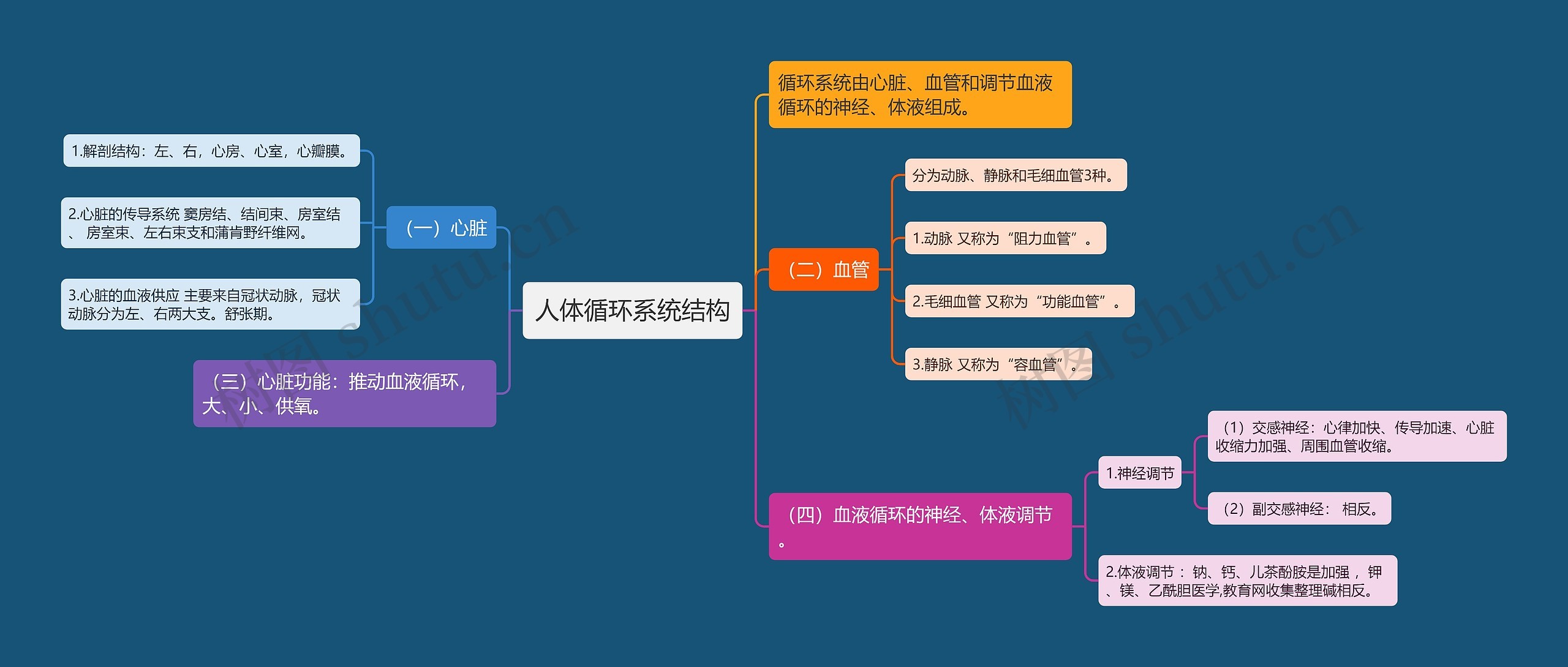 人体循环系统结构思维导图