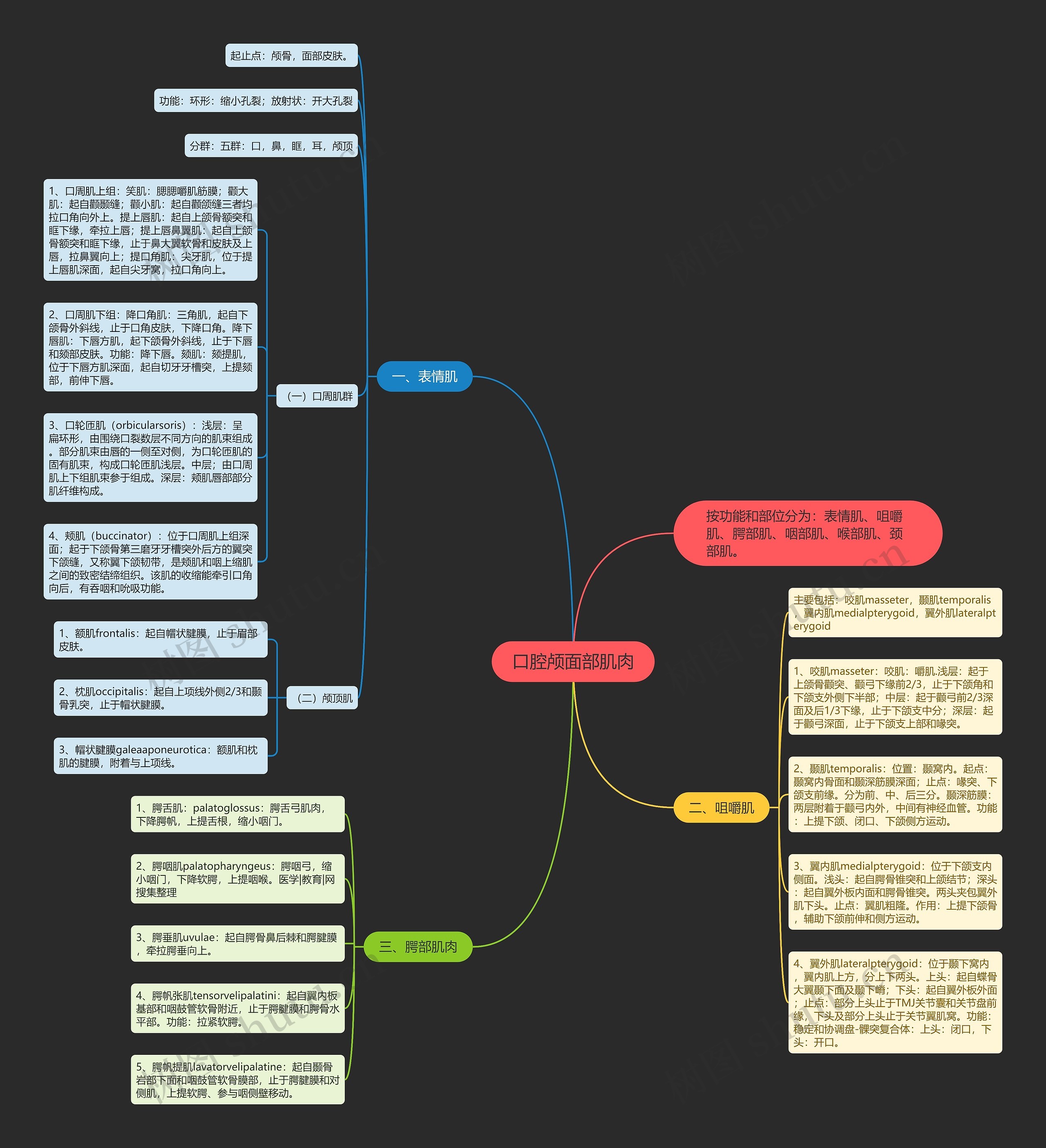 口腔颅面部肌肉 口腔颅面部肌肉