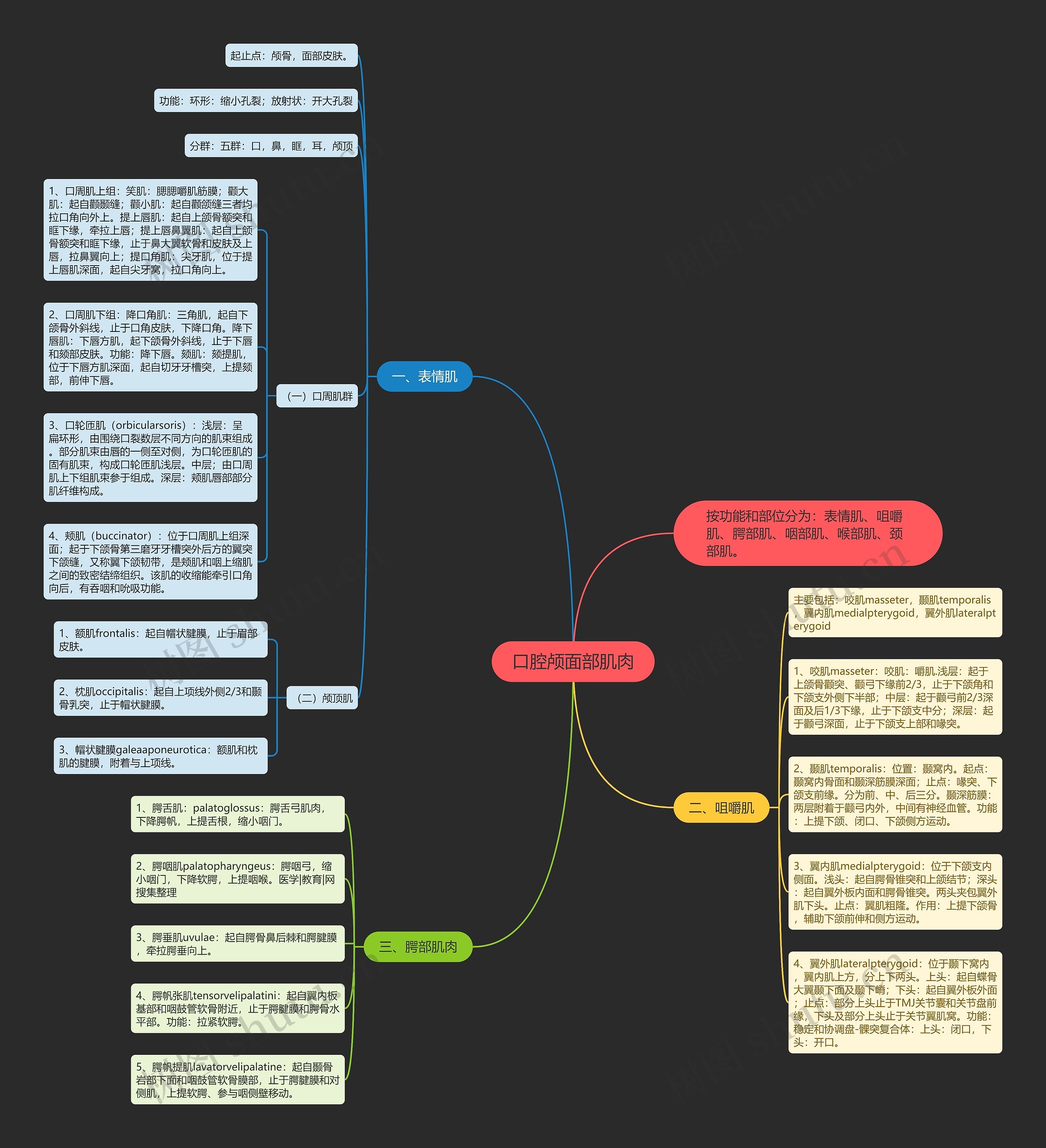 口腔颅面部肌肉思维导图