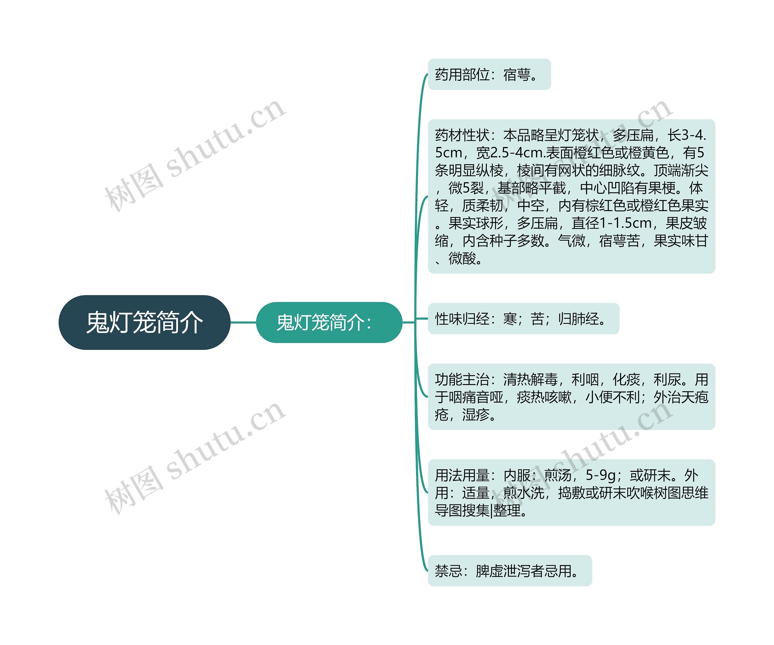 鬼灯笼简介