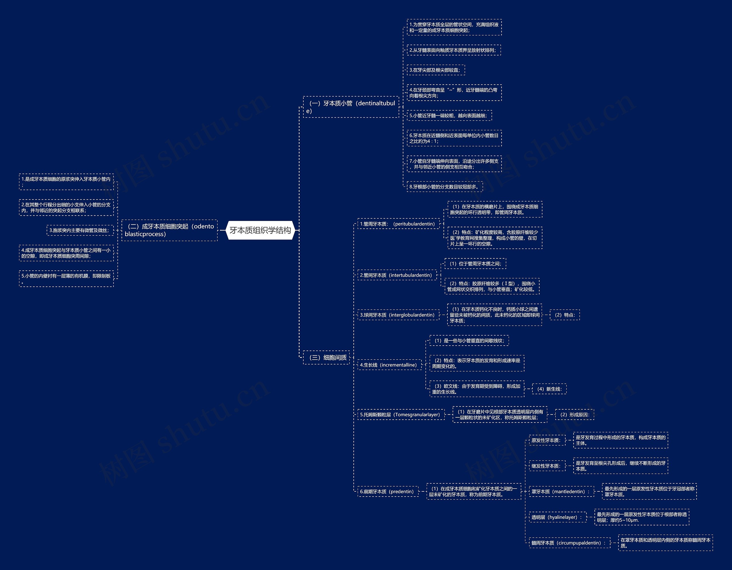 牙本质组织学结构 牙本质组织学结构