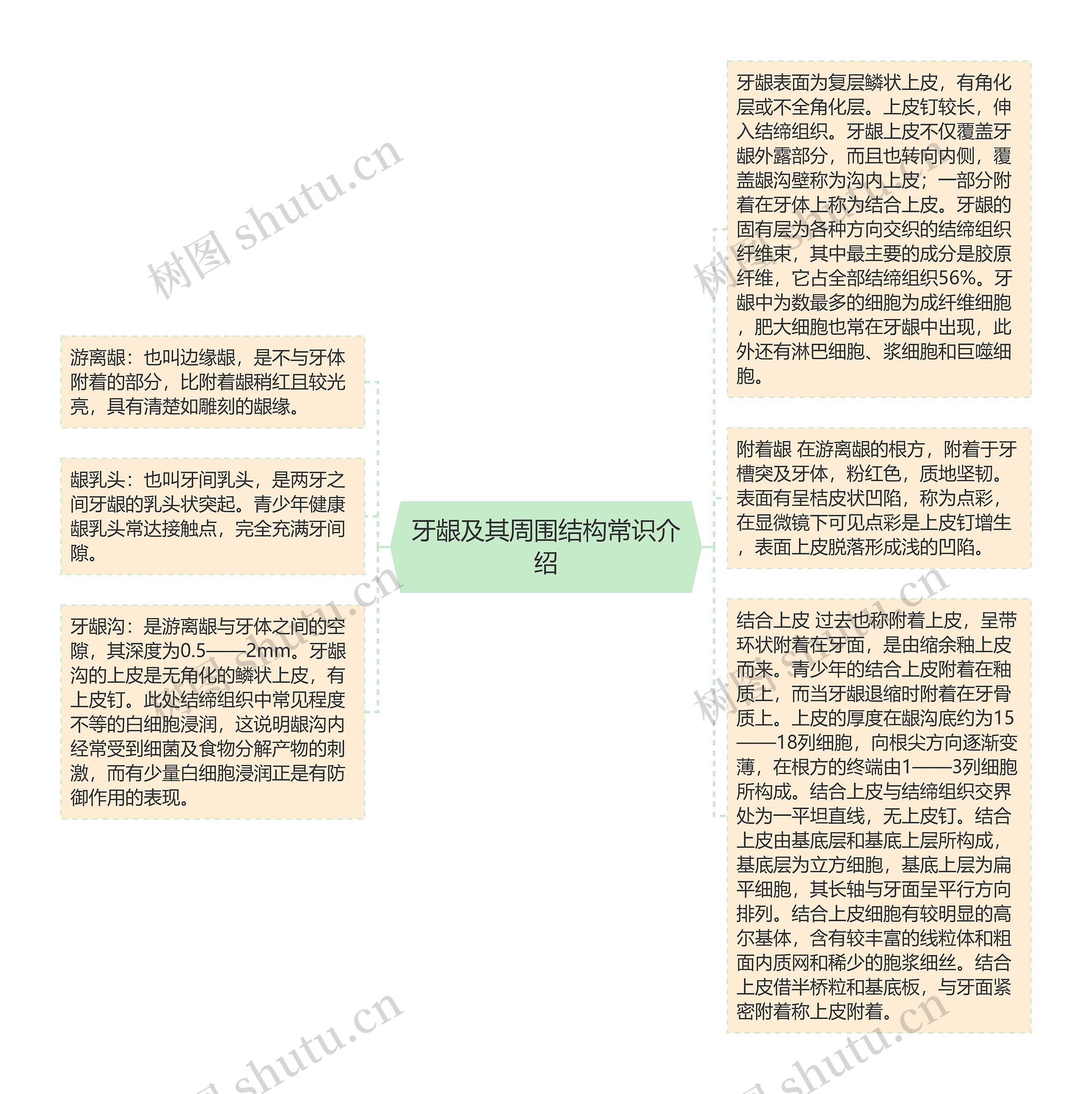 牙龈及其周围结构常识介绍思维导图