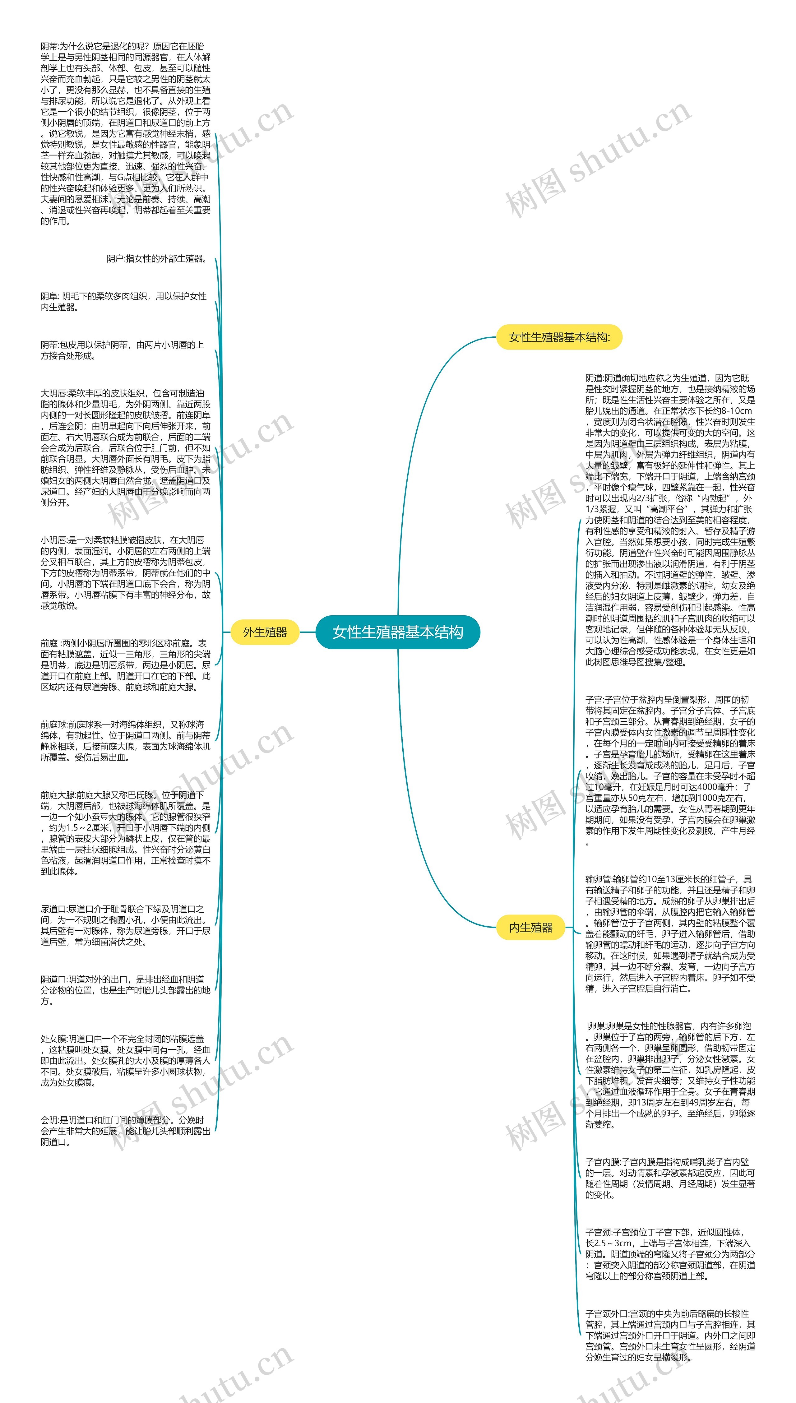 女性生殖器基本结构